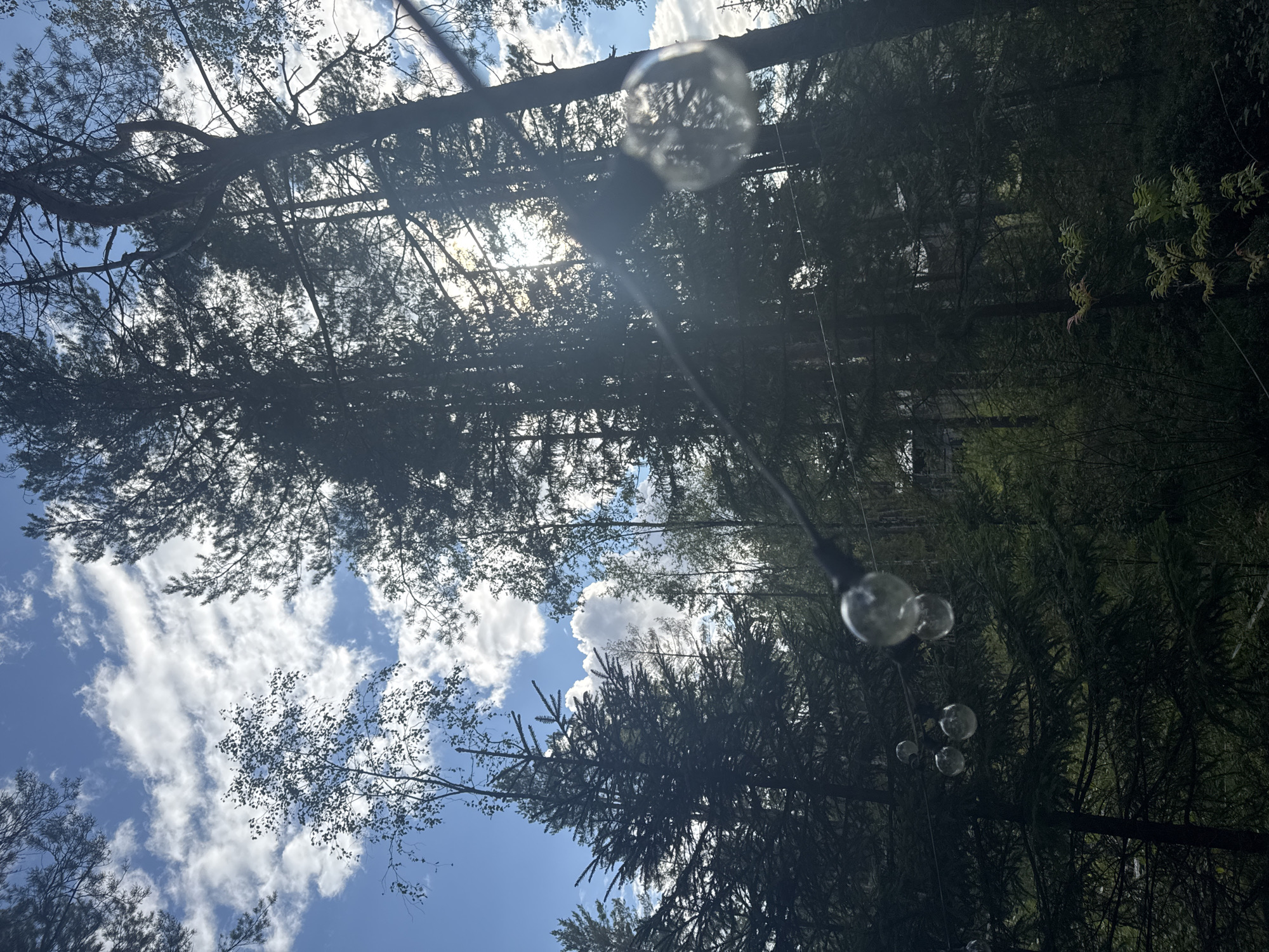 The image depicts a sunlit forest scene with tall evergreen trees silhouetted against a bright blue sky dotted with fluffy white clouds. A string of clear, round light bulbs is strung across the foreground, some of which are in focus and illuminated by the sun, while others are blurred. The forest floor appears dense with foliage, suggesting a natural, outdoor setting. No people or animals are visible. The lighting suggests it is daytime, likely midday or early afternoon, given the angle of the sun and the brightness of the sky. The location is not specified as being in the city of Arfa, Russia.
