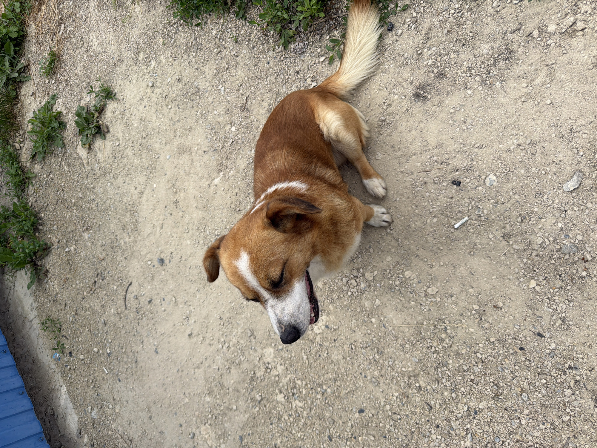 A medium-sized, brown and white dog with its eyes closed is sitting on a dusty, gravel-covered ground. The dog is facing to the left with its mouth slightly open. A white stripe runs from the dog's forehead to its nose, and another white band circles its neck. A blue metal fence is visible in the upper left corner of the image, and patches of green grass are scattered around the ground. The overall scene appears to be an outdoor area, possibly a yard or a rural roadside in Sovkhoza "Razdol'e", Russia.