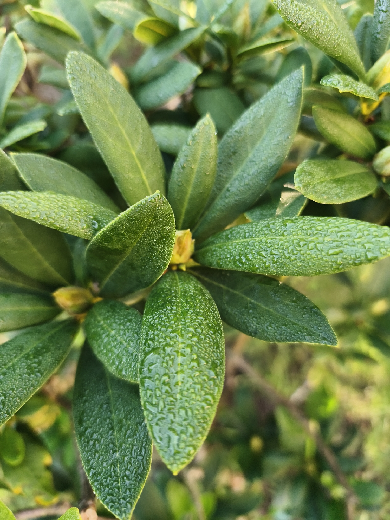 A close-up, overhead view captures a cluster of glossy, dark green leaves, likely from a rhododendron plant. The leaves are covered in a dense scattering of small, glistening water droplets, suggesting they are freshly dewed or misted. The focus is sharp on the leaves, revealing their textured surfaces and prominent veins. In the center, partially obscured by the leaves, are two small, closed yellow buds. The background is softly blurred, showing more foliage and hints of brown branches, indicating an outdoor setting. The image was taken in Tczew, Poland, in the vicinity of the historic Tczew Castle, potentially within its grounds or a nearby park, during the early morning hours when dew is prevalent on vegetation.