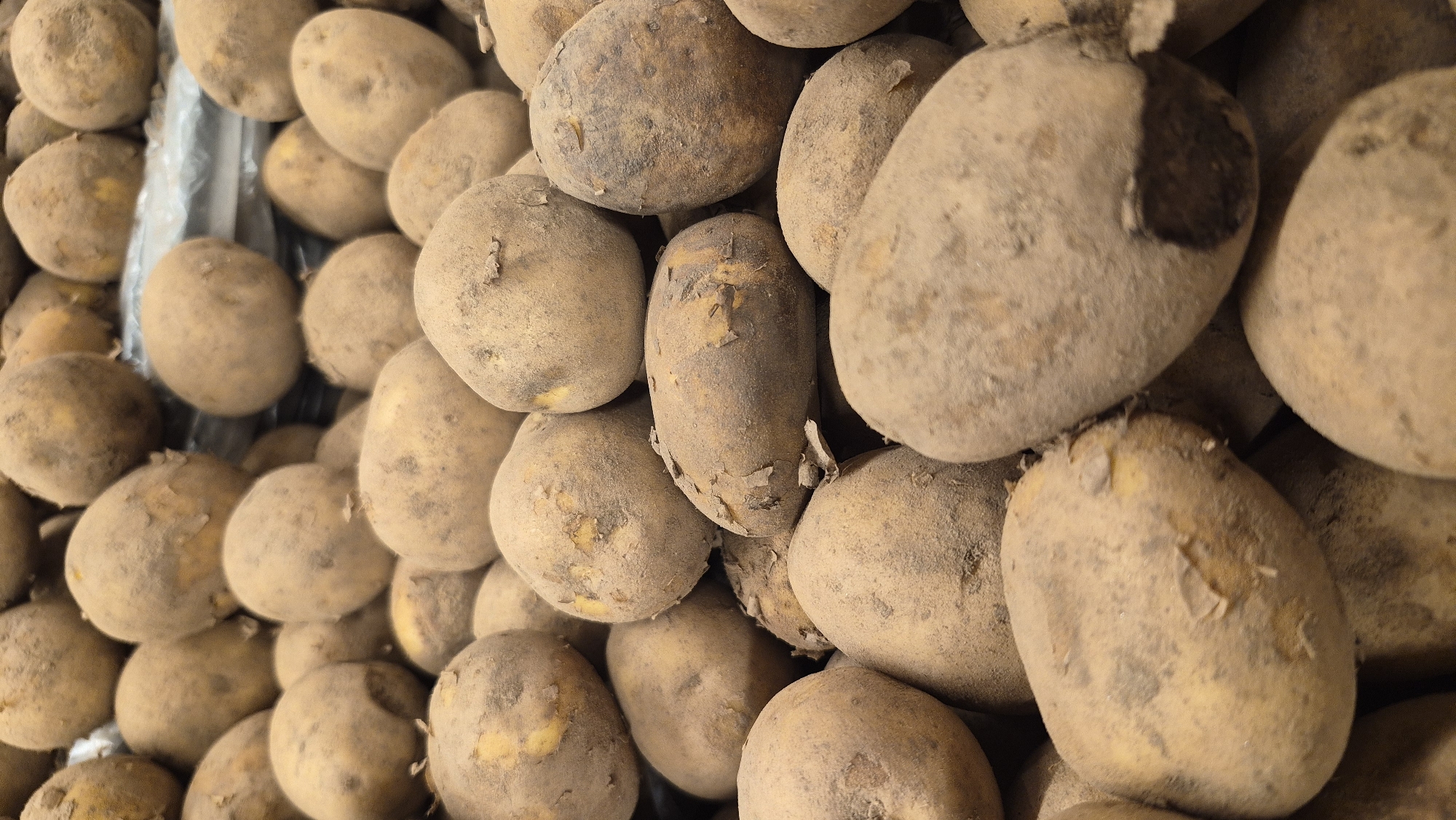 The image displays a close-up, overhead view of a large pile of potatoes. The potatoes are unwashed and covered in dirt, with visible eyes and some blemishes on their skins. They are of varying sizes and shapes, mostly oval and irregular. The lighting suggests an indoor setting, possibly a market or storage area, with the potatoes filling the frame. The background is indistinct and appears to be a continuation of the potato pile or a simple surface. There is no indication of any specific location in Krāslava, Latvia, within the image itself.