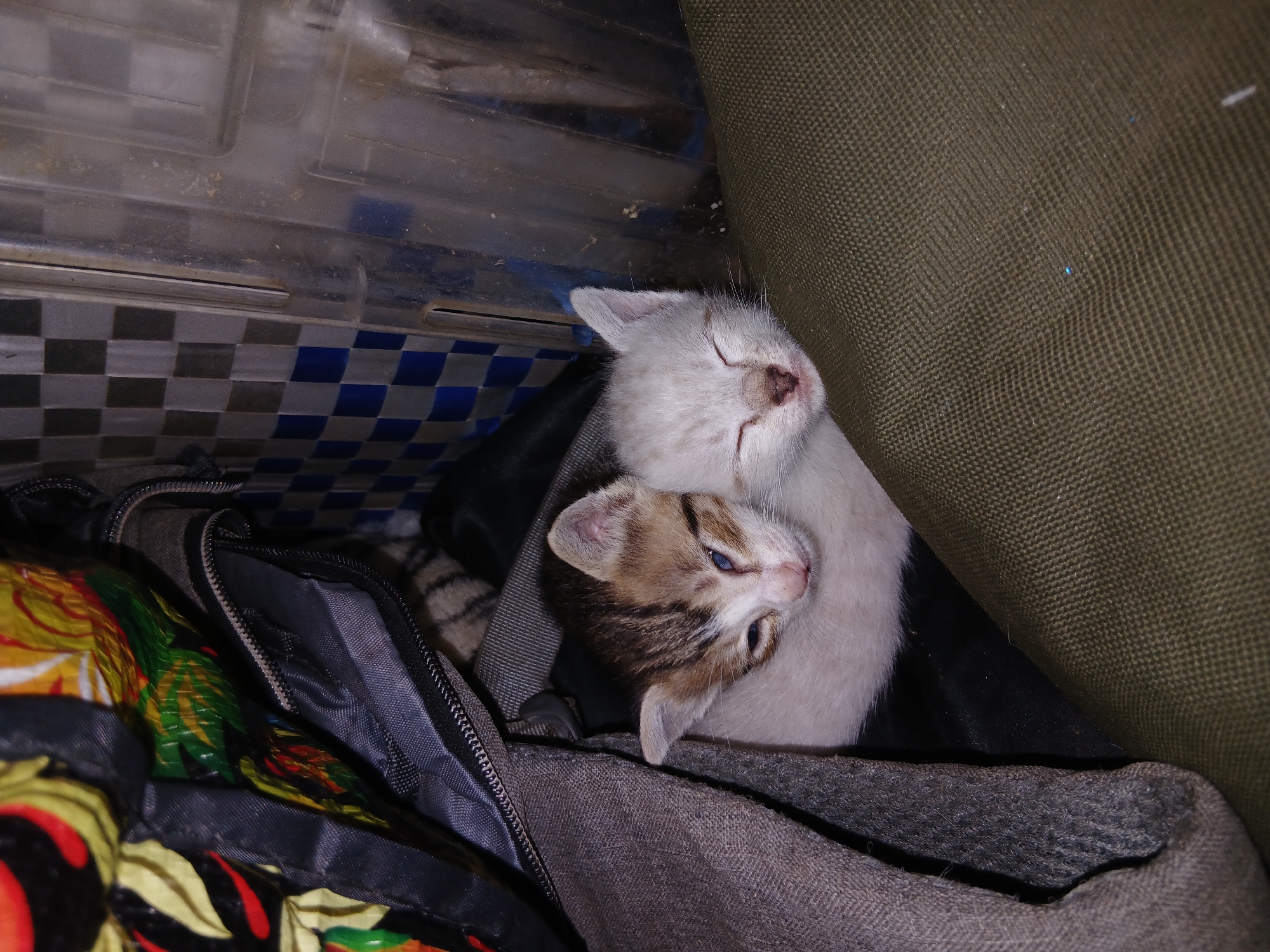 Two kittens are huddled together, asleep. The kitten on top is white, with closed eyes and a pink nose. The other kitten has tabby markings on its head and is also asleep. They are nestled in a collection of bags and containers, including a clear plastic container with a blue and black checkered pattern, a green fabric item, and a colorful patterned bag. The scene appears to be indoors. There is no information indicating the location is in the city of Altagracia, Venezuela.