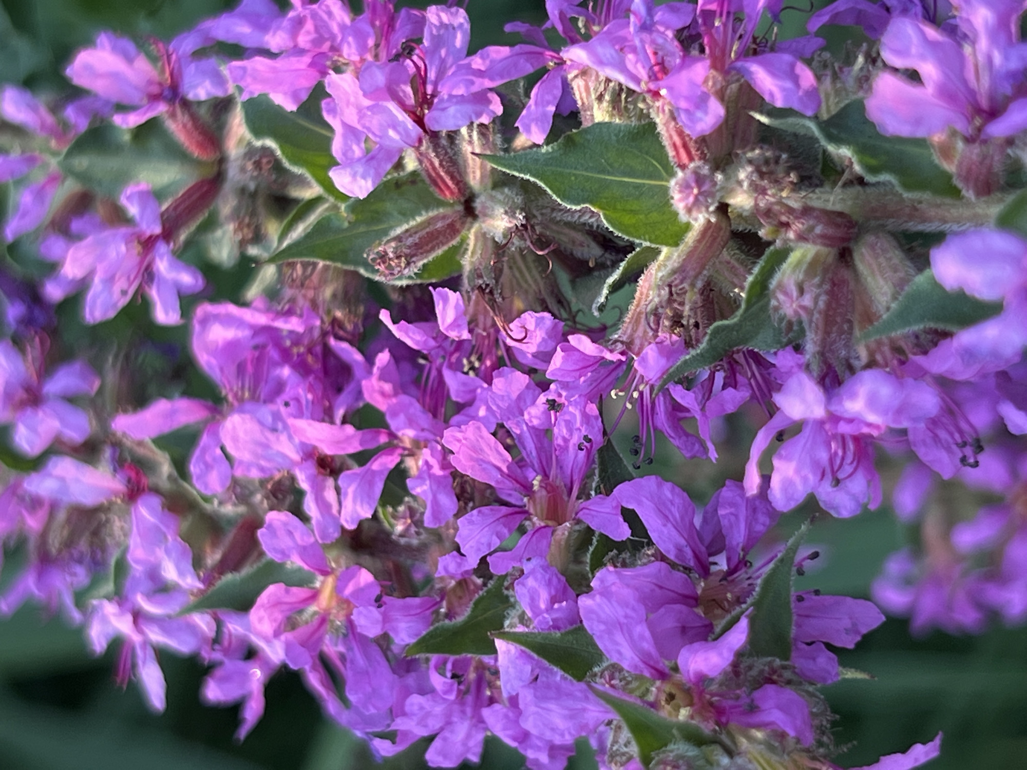 The image depicts a close-up view of purple flowers, likely Lythrum salicaria (Purple Loosestrife), with green foliage in the background. The flowers are clustered together on thorny stems. The scene appears to be an outdoor environment, potentially a garden or natural area within Moosburg, Germany. There are no people or visible human activity in the image. The focus is entirely on the botanical subject matter.