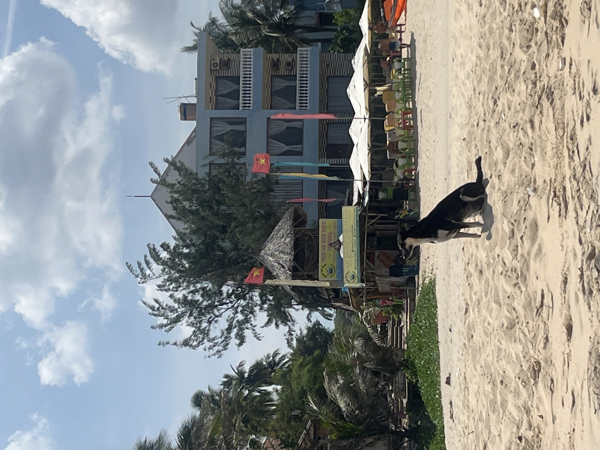 The image depicts a sunny day on a sandy beach in Phu Thuy Ward, Vietnam. A black and white dog sits attentively on the sand in the foreground, facing to the right. Behind the dog, a row of white umbrellas shades a seating area with colorful chairs and tables. A modest building with a thatched roof, adorned with Vietnamese flags and signage for "MIU NE BAY KITE SCHOOL," stands further back. Adjacent to this structure is a light blue, multi-story building with balconies and air conditioning units. Palm trees and other lush greenery surround the buildings, contributing to the tropical beach atmosphere. Several individuals are visible in the background, some seated under the umbrellas and others walking along the beach. The sky is a bright blue with scattered white clouds.