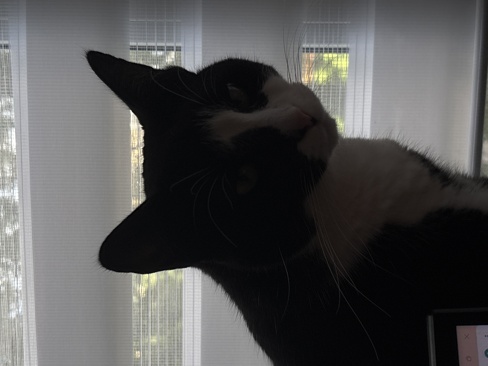 The image shows a close-up, silhouetted view of a black and white cat lying down. The cat's head is tilted back, with its eyes closed and mouth slightly open, suggesting it is relaxed or sleeping. Its fur appears soft, with long whiskers fanned out. The cat's body is mostly obscured by shadow, but a patch of white fur is visible on its chest and neck.
The background consists of vertical blinds that are partially open, allowing diffused light to filter through. Through the gaps in the blinds, glimpses of greenery and possibly trees can be seen, hinting at an outdoor environment beyond the window. The lighting suggests it is daytime, possibly late afternoon or early evening, given the soft, indirect light. The overall mood is tranquil and domestic.
A small portion of a dark object, possibly a laptop or tablet, is visible in the lower right corner of the frame. A small, white icon with a red "X" and three dots is visible on its screen, suggesting an interface of some sort.
The context provided indicates the location is Saint Petersburg, Russia. This information does not directly alter the visual description of the image itself but provides a geographical setting. There is no discernible text within the image, apart from the icons on the screen.