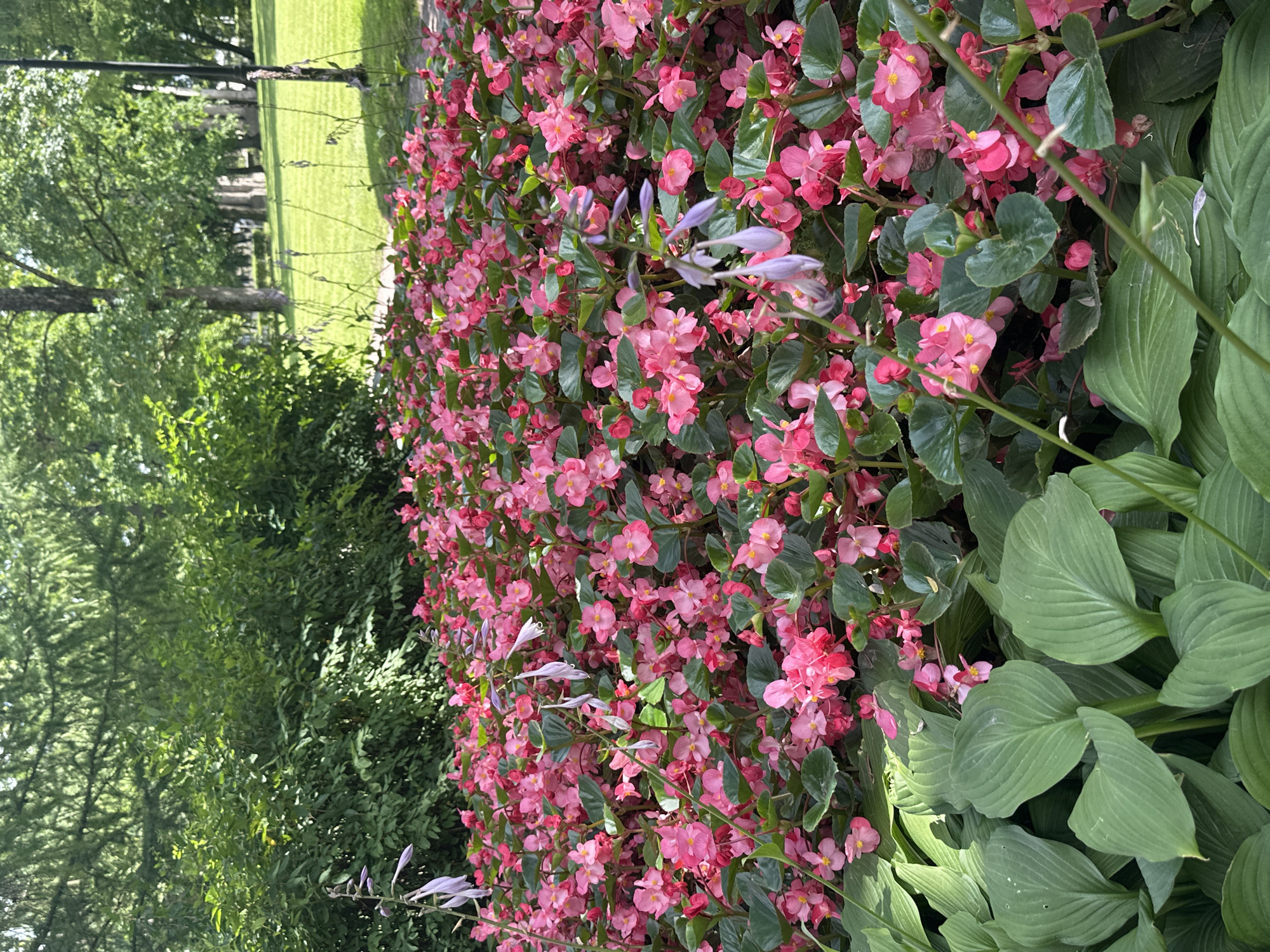 The image depicts a dense bed of pink begonias with green foliage in the foreground, partially obscuring large hosta leaves. In the background, a grassy park area with scattered trees and a lamppost is visible. The setting is likely a public park in Gatchina, Russia, possibly within the grounds of the Gatchina Palace. There are no people or animals present in the scene. The lighting suggests it is a sunny day.