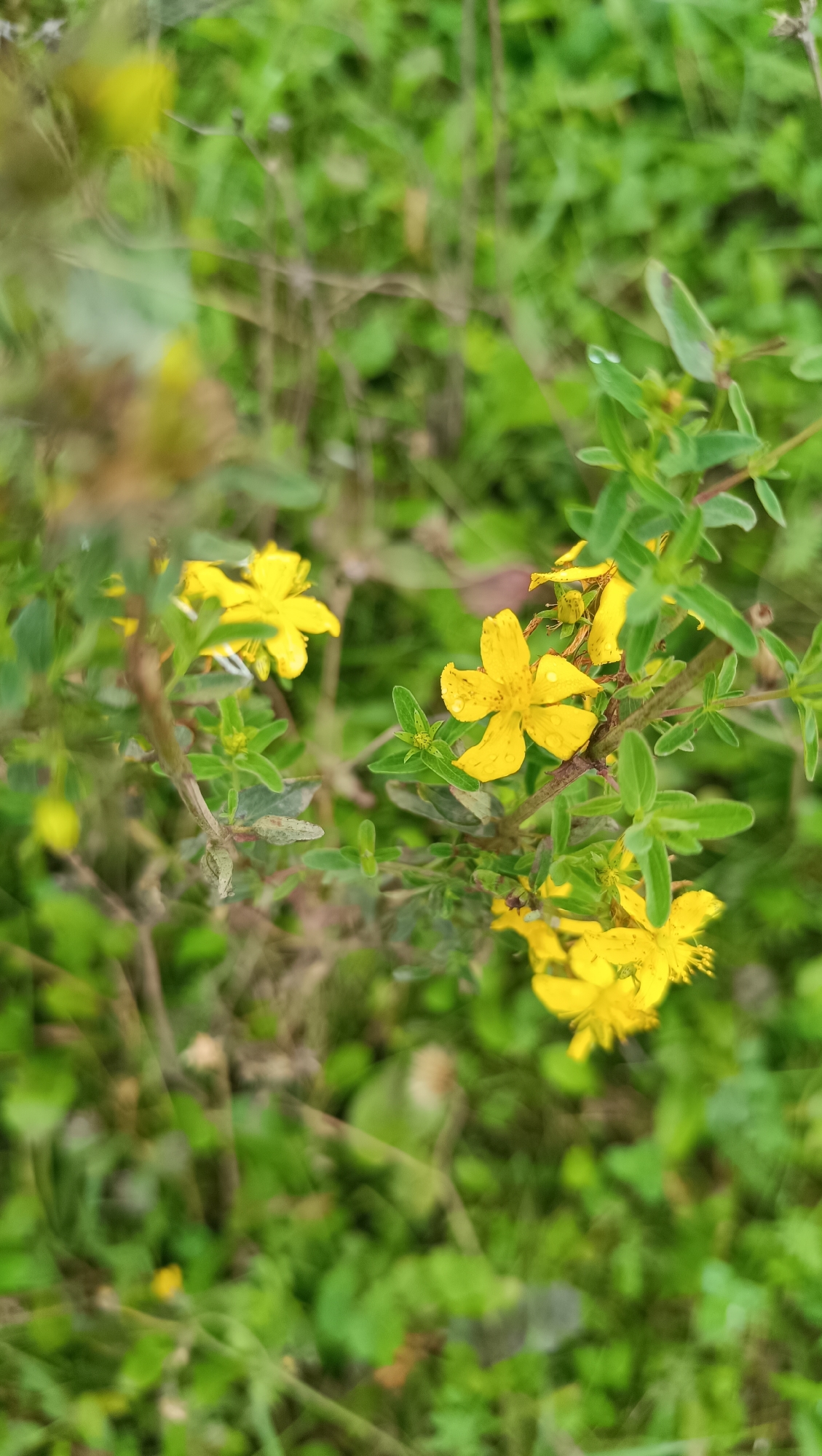 A close-up, vertical shot captures several bright yellow flowers with five petals each, blooming amidst lush green foliage. The flowers are dotted with small water droplets, suggesting recent rain or dew. The background is a blur of green, indicating a natural outdoor environment. The scene is devoid of any human presence or activity. The image does not provide any information about the location in the city of Karsha, Russia.