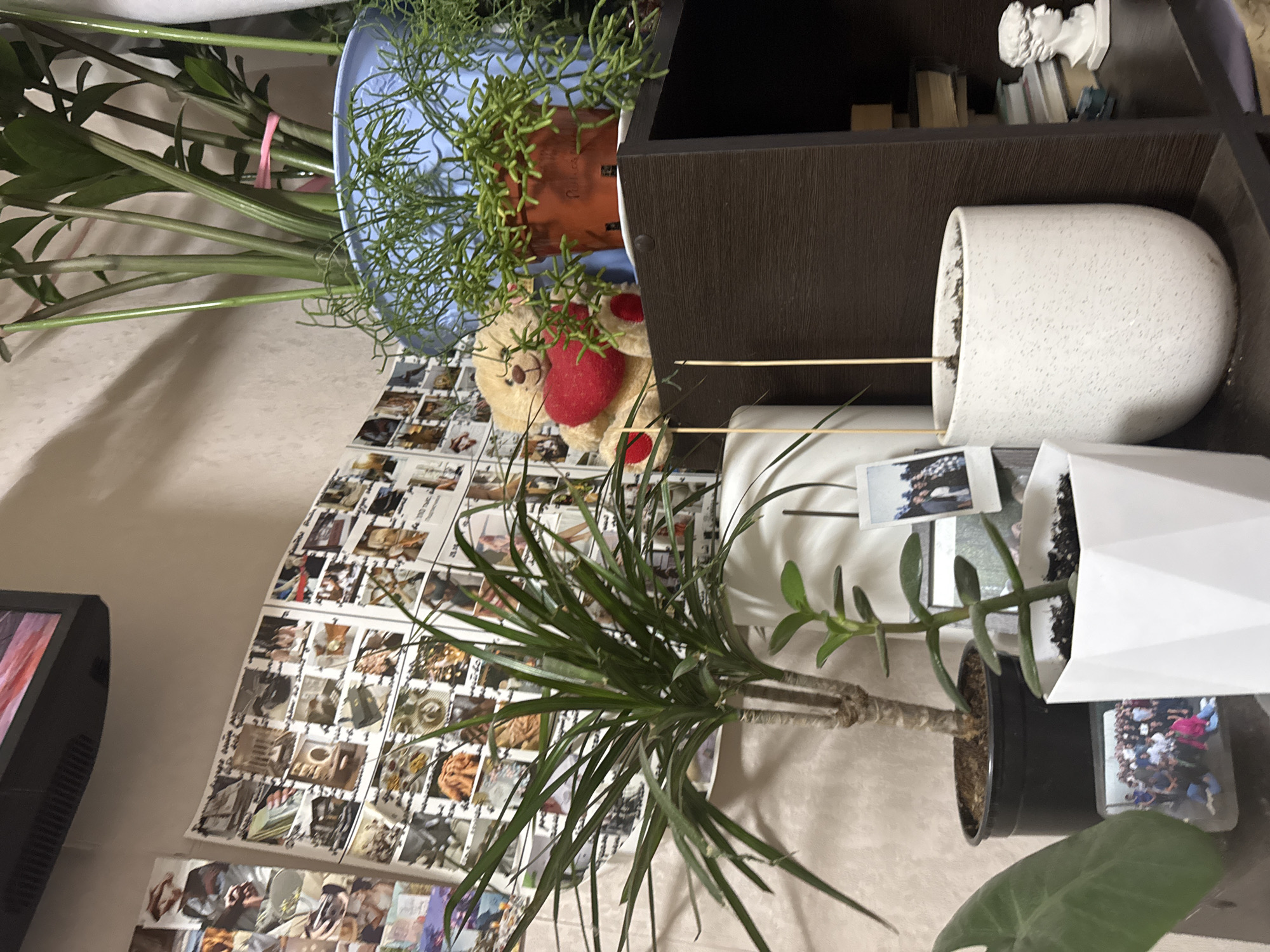 The image shows an indoor scene with a shelf unit containing decorative objects and houseplants. On the shelf, there is a bust, books, and two potted plants, one in a white pot and another in a terracotta pot within a blue container. A teddy bear with red patches sits nearby. Several other plants in various pots are arranged around the shelf, including a dracaena and another plant in a black pot. Prints of photographs are placed on the wall near a television screen. The objects are resting on a light-colored surface. There is no evidence indicating the location is Izhevsk, Russia.