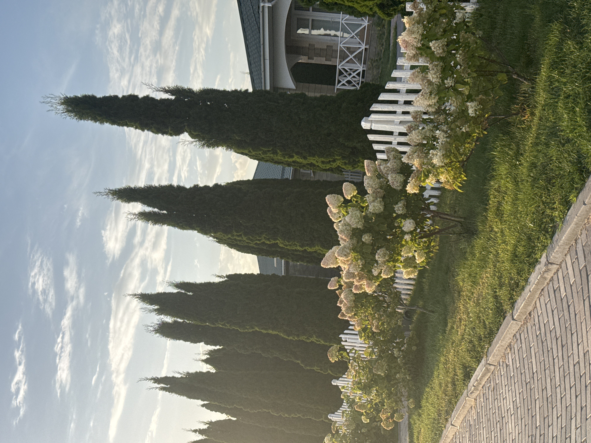 In Sary-Oy, Kyrgyzstan, a serene scene unfolds with a row of tall, slender cypress trees lining a residential property. A white picket fence separates the manicured lawn from a paved walkway made of grey bricks. In the foreground, several blooming hydrangeas with creamy white flowers add a touch of softness to the landscape. Behind the trees, a house with a green roof and light-colored stone facade is partially visible. The sky is a pale blue with wispy clouds, and the sun casts a warm glow on the scene, indicating it is either early morning or late afternoon. No people are present in the image.