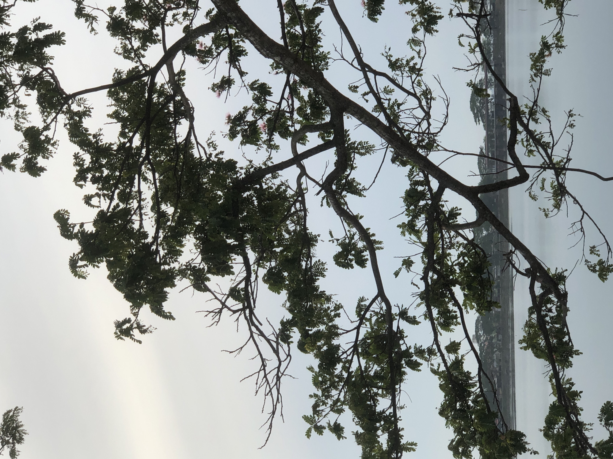 The image captures a view of the reservoir in Lhokseumawe, Indonesia, as seen through the branches of a tree. The foreground is dominated by the dark silhouette of tree branches and leaves, obscuring some of the scene behind them. The water of the reservoir is calm and reflects the overcast sky, which appears pale and hazy. In the distance, across the reservoir, a line of buildings and trees can be seen, suggesting an urban or semi-urban landscape. The overall impression is one of a tranquil, slightly muted environment.