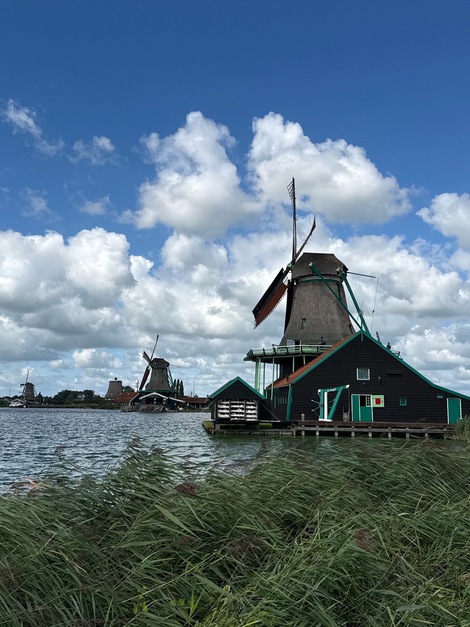 The image depicts a waterfront scene in Zaandam, Netherlands, featuring several traditional windmills. In the foreground, tall green reeds sway in the wind along the water's edge. The main subject is a large, dark-colored windmill with a conical roof, situated on a wooden structure extending into the water. This windmill has prominent blades, some of which are visible. Adjacent to it is a black building with a green roof and green accents around windows and doors. One of these doors is open, revealing a red-framed window within. The building's name, "DE KAT," is visible above the entrance.
In the mid-ground, other windmills can be seen along the waterfront, appearing smaller and further away. One has a conical roof and a light-colored body, while others are darker. The water is choppy, with ripples on its surface. In the background, a line of trees and buildings forms the distant shore. The sky above is a bright blue, dotted with large, fluffy white clouds, creating a dynamic and somewhat dramatic atmosphere. There are a few small figures visible on and around the windmills, suggesting human presence, but they are not the primary focus. The overall impression is a classic Dutch landscape with its iconic windmills.