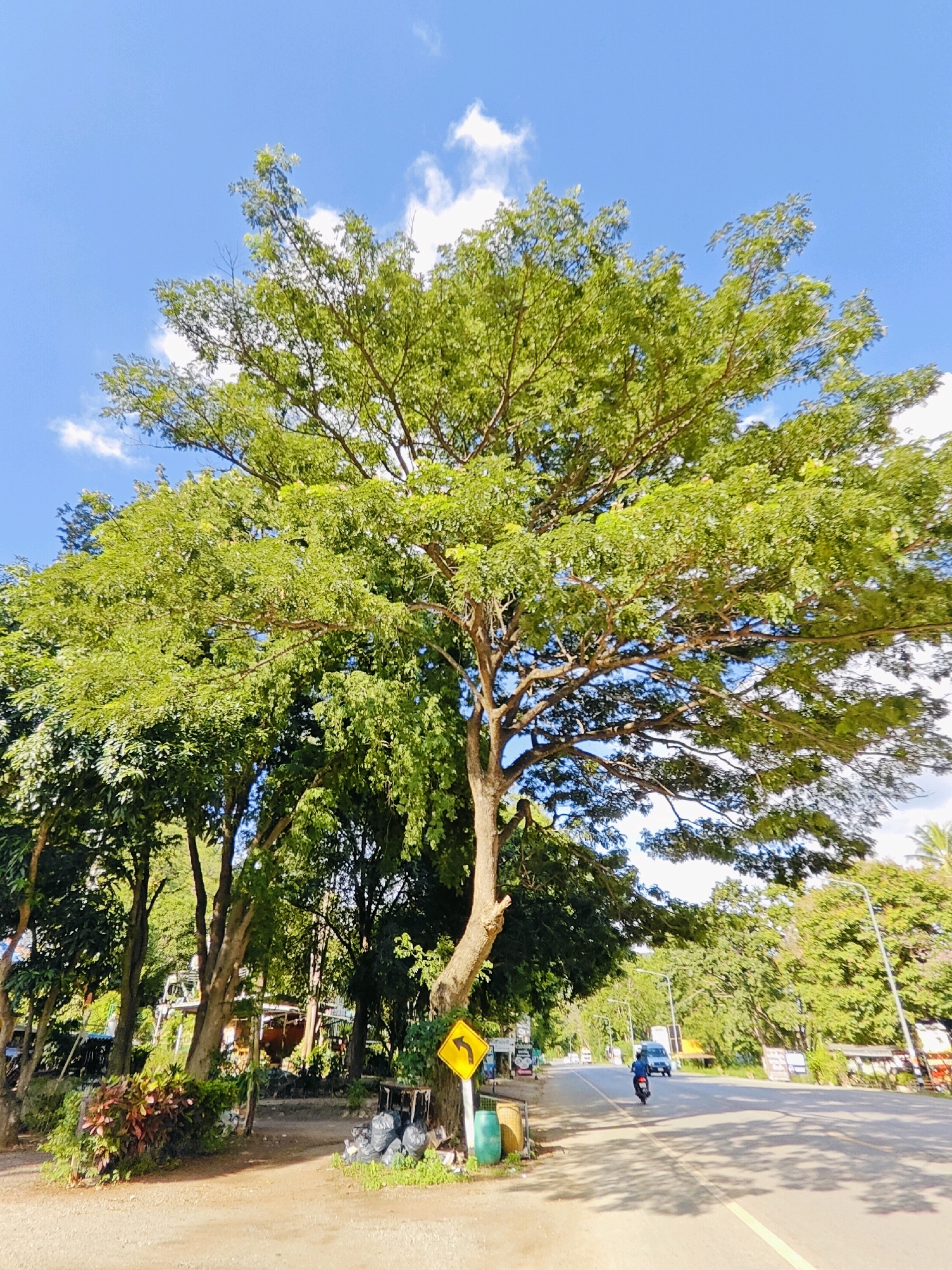 A wide shot captures a bright, sunny day in Khao Yai, Thailand, with a clear blue sky dotted with fluffy white clouds. A large, leafy green tree dominates the foreground, its branches extending wide. Beside the tree, a yellow road sign with a black arrow indicates a sharp left turn. A dirt path runs alongside the road, with a pile of black trash bags at its edge. Further down the road, a motorcycle is ridden by a person wearing a blue shirt and a helmet, heading away from the viewer. A white car is seen in the distance, and other trees line the road, creating a lush, green environment. In the background, structures and signs suggest a roadside area, possibly a market or a rest stop.