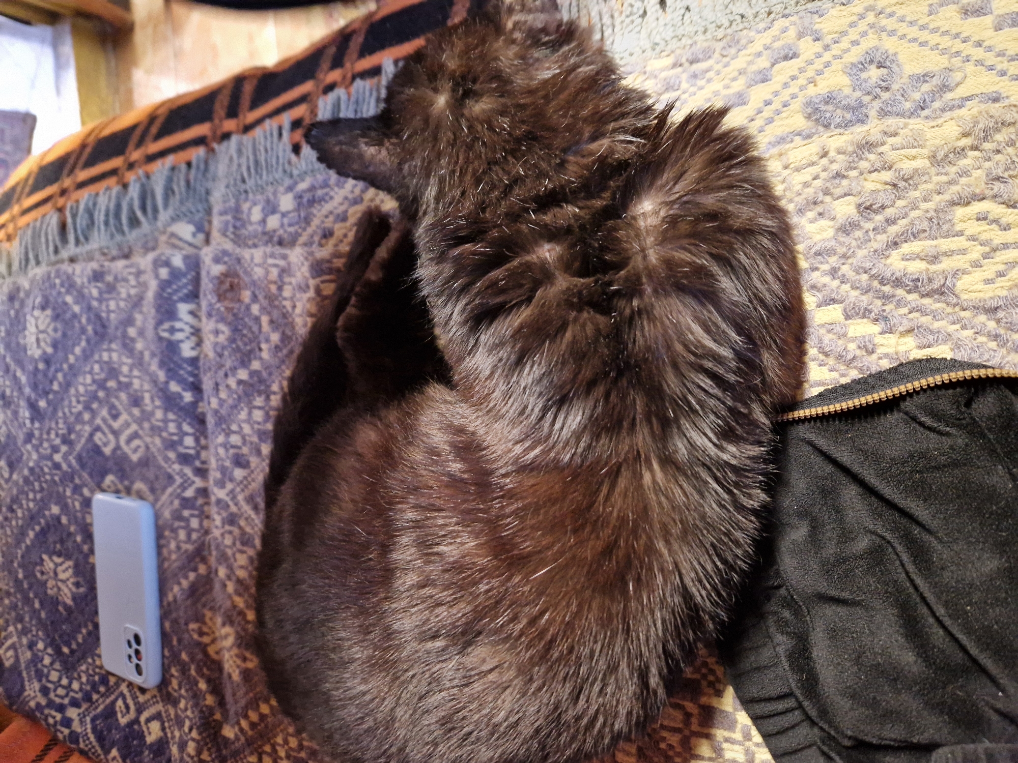 A dark brown, long-haired animal, possibly a cat, is curled up on a surface covered with textiles in Raduvene, Bulgaria. The animal is resting on a patterned purple and yellow cloth. To the left, a light blue smartphone lies face up on the purple cloth. To the right of the animal, there's a black garment with a zipper. The location is indicated by the EXIF data which is not visible in the provided image.