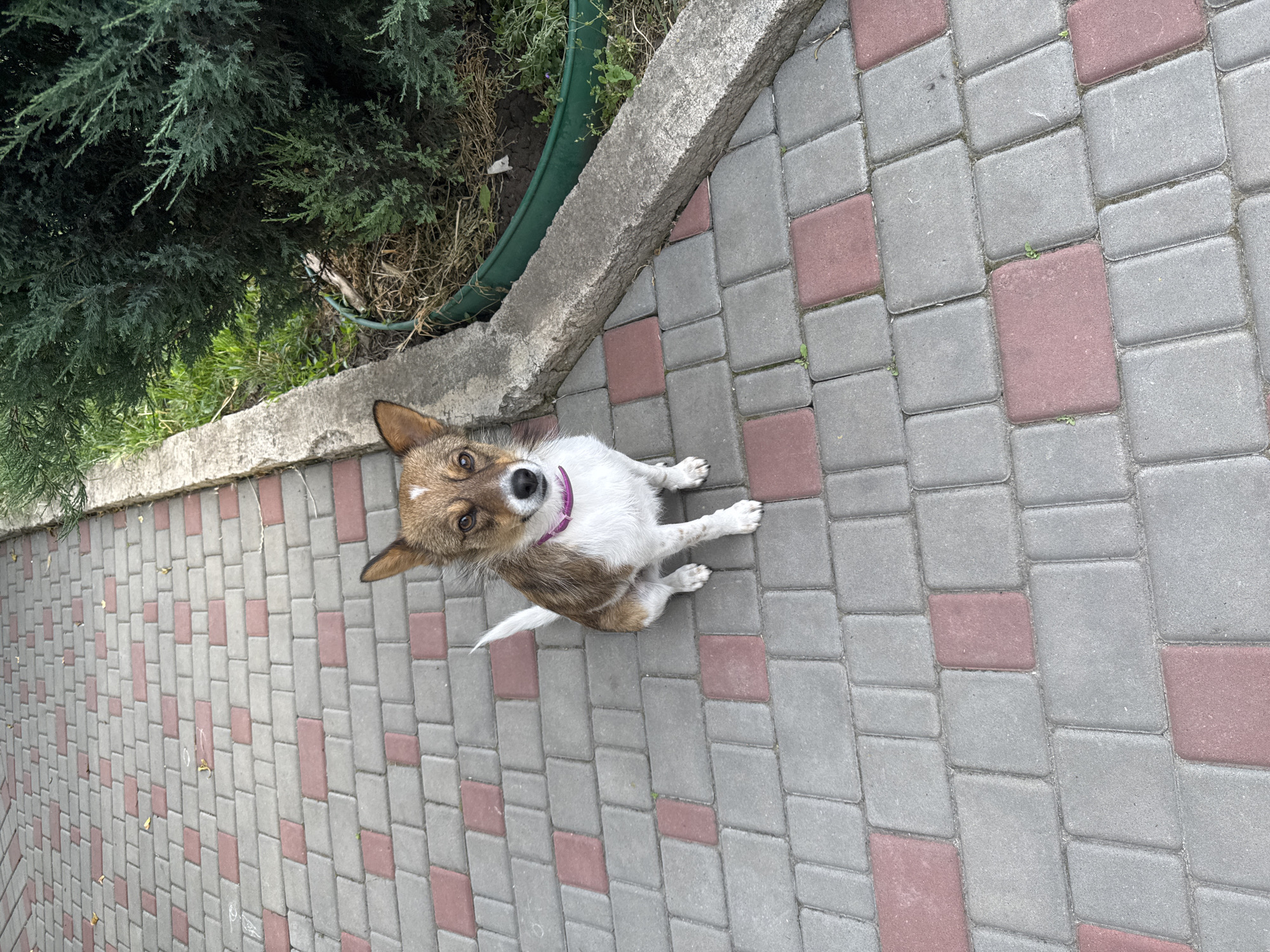 A small, brown and white dog with pointed ears and a pink collar is seated centrally on an interlocking paver pathway in Odesa, Ukraine. The dog exhibits a white patch on its forehead and gazes directly forward. The pathway consists of predominantly grey rectangular pavers interspersed with red or reddish-brown pavers arranged in an irregular pattern. To the right of the pathway, a weathered concrete curb delineates a planted area featuring dark green evergreen shrubs and some dry vegetation, with a section of a green plastic planter edge visible at the base of the shrubs. Sparse fallen leaves and faint white marks are visible on the grey pavers to the left of the dog. The scene is outdoors under natural light.