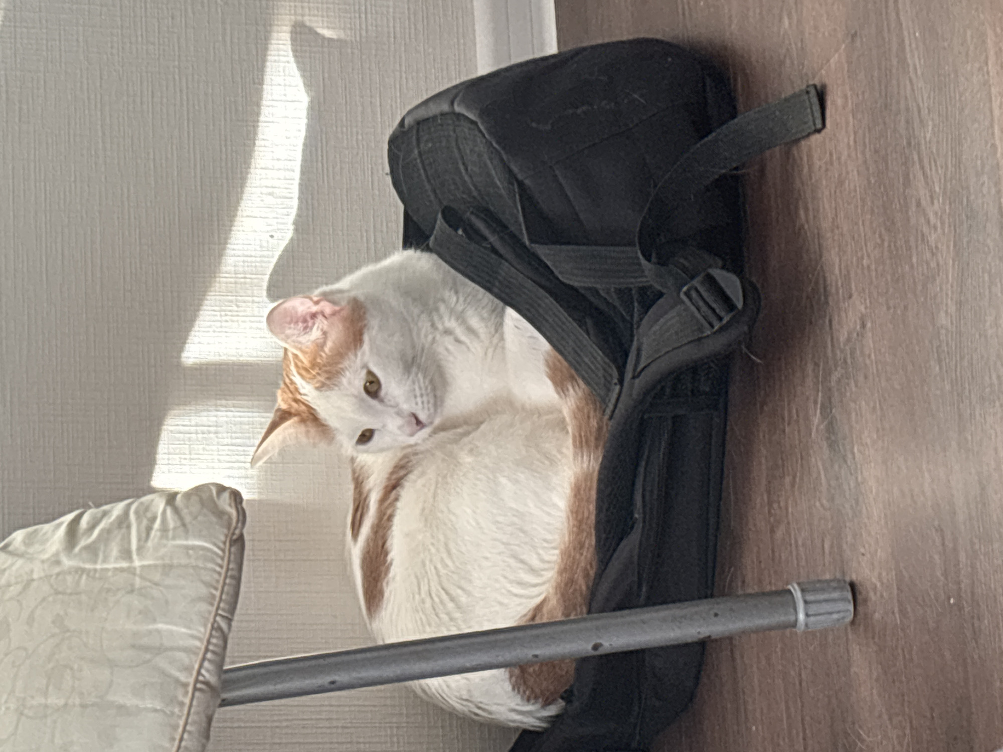 A medium, horizontal shot depicts a white and orange cat curled up inside an open black guitar case on a gray metal bed frame. The cat has its head turned to the left, and its eyes are open. The guitar case has black straps. The floor is a light brown color, and the wall behind the bed is a light color with vertical lines. There is a shadow of a window frame on the wall. The scene is taking place indoors, during daylight. There is no evidence in the image to confirm the location of Vsevolozhsk, Russia.