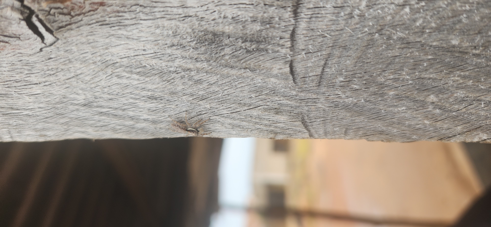 The image displays a close-up view of a weathered wooden post with a spider clinging to its surface. The wood exhibits distinct grain patterns and appears aged. In the background, a blurred scene suggests an outdoor environment with hints of structures and open space, possibly indicative of a yard or an area with buildings under construction. The lighting suggests daytime. No people are visible in the frame. The location in Jos, Nigeria cannot be determined from the visual information provided in the image.
