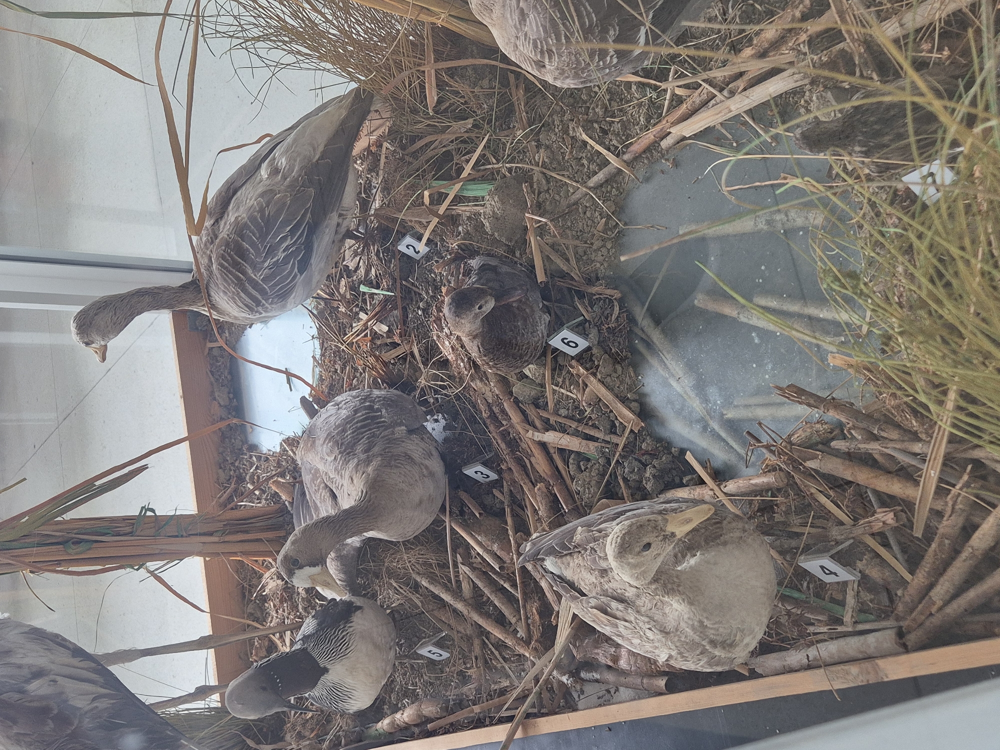 The image shows a diorama display of waterfowl, likely in a museum setting. The display includes several taxidermied ducks and geese of varying species, arranged among straw, sticks, and other natural materials to simulate a wetland habitat. Small numbered tags are visible near each specimen. The display is likely located at or related to the Srebarna Nature Reserve, a UNESCO World Heritage site in Srebarna, Bulgaria, known for its rich birdlife. The scene is presented from a slightly elevated, angled perspective.