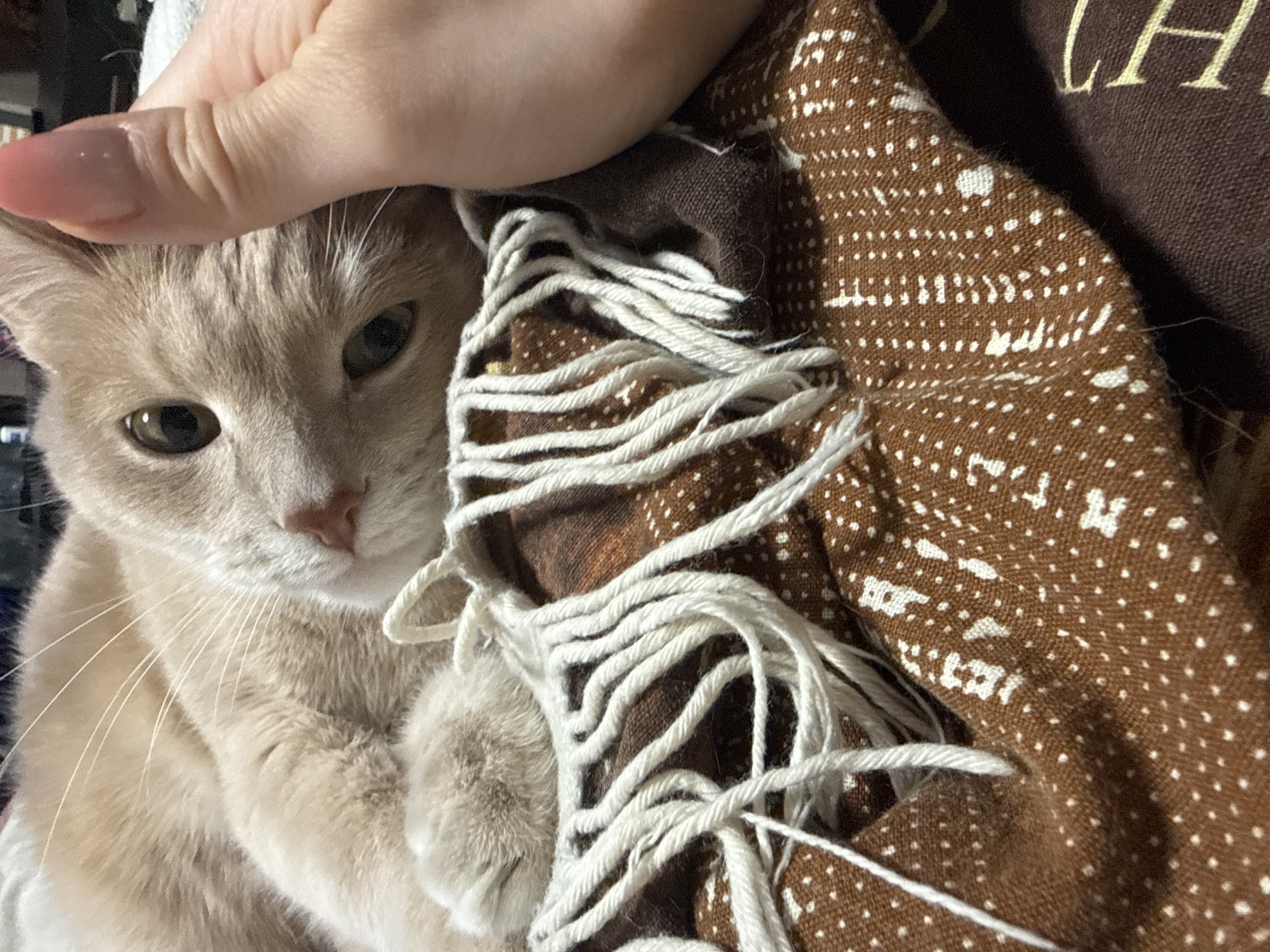 A medium close-up shot depicts a pale orange cat partially obscured by a brown blanket with white fringe. A fair-skinned hand rests gently on the cat's head. The blanket has a pattern of white dots and larger white shapes. The fringe is thick and somewhat tangled. The cat's eyes are partially open and focused slightly off-camera. The cat is pale orange in color. The blanket appears to be draped over a pillow with white lettering that is partially visible in the upper right of the picture. There is no indication that this image was taken in Chaikovsky, Russia.