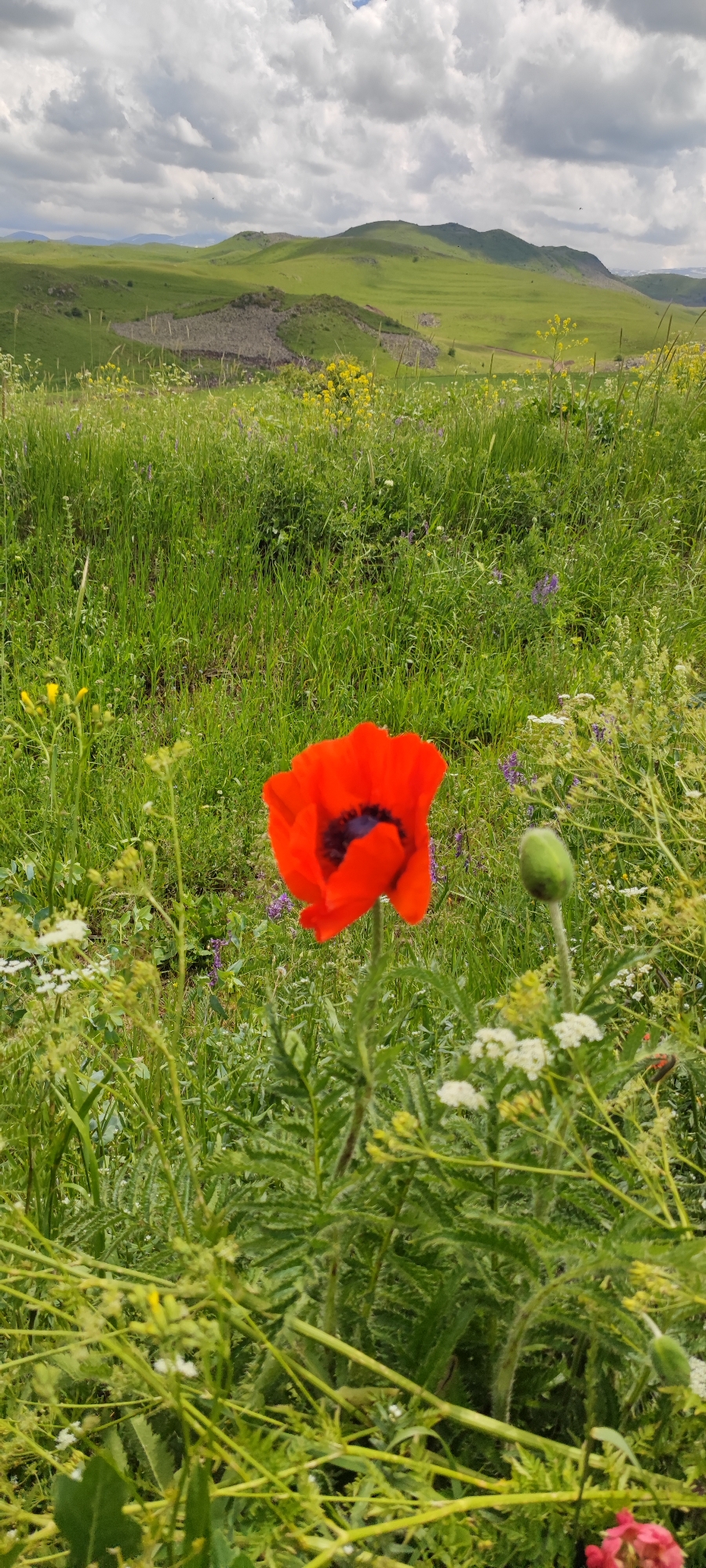 A vibrant red poppy is the central subject in this medium shot, set against a backdrop of rolling green hills under a cloudy sky. The poppy, with its dark center and delicate petals, stands tall in a field of lush green grass and smaller wildflowers. To the right of the poppy, a green bud is visible, hinting at future blooms. The background showcases the picturesque landscape of Fantan, Armenia, with gently sloping hills covered in verdant vegetation. The sky is a mix of white and gray clouds, suggesting a dynamic weather pattern. The overall scene evokes a sense of natural beauty and tranquility, characteristic of a pastoral setting. No people or text are visible in the image.