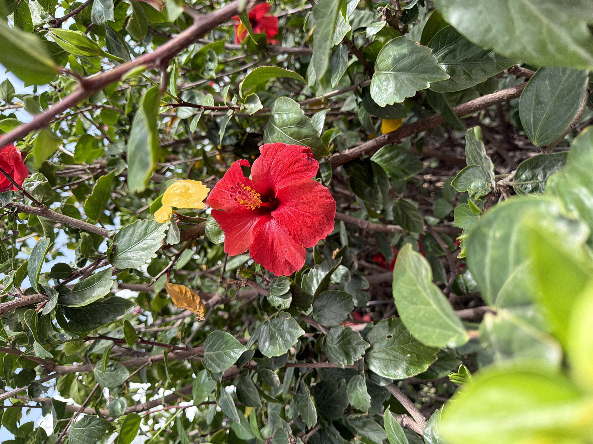 The image depicts a red hibiscus flower in bloom, surrounded by green leaves and brown branches of a bush. The location is Unknown, Unknown.