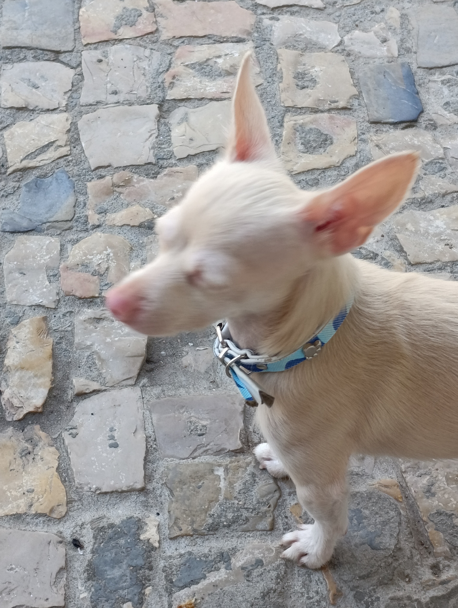 A pale, cream-colored chihuahua puppy with prominent ears and a pink nose stands on a cobblestone surface. The puppy is wearing a light blue collar with a white polka-dot pattern and a silver paw-shaped charm. The puppy's head is turned to the left, and its eyes are closed, suggesting movement or a moment of relaxation. The cobblestone ground is composed of irregularly shaped, weathered stones in various shades of gray, beige, and light blue. The background is entirely the textured cobblestone. The scene appears to be outdoors, likely in a historic area given the stone paving.