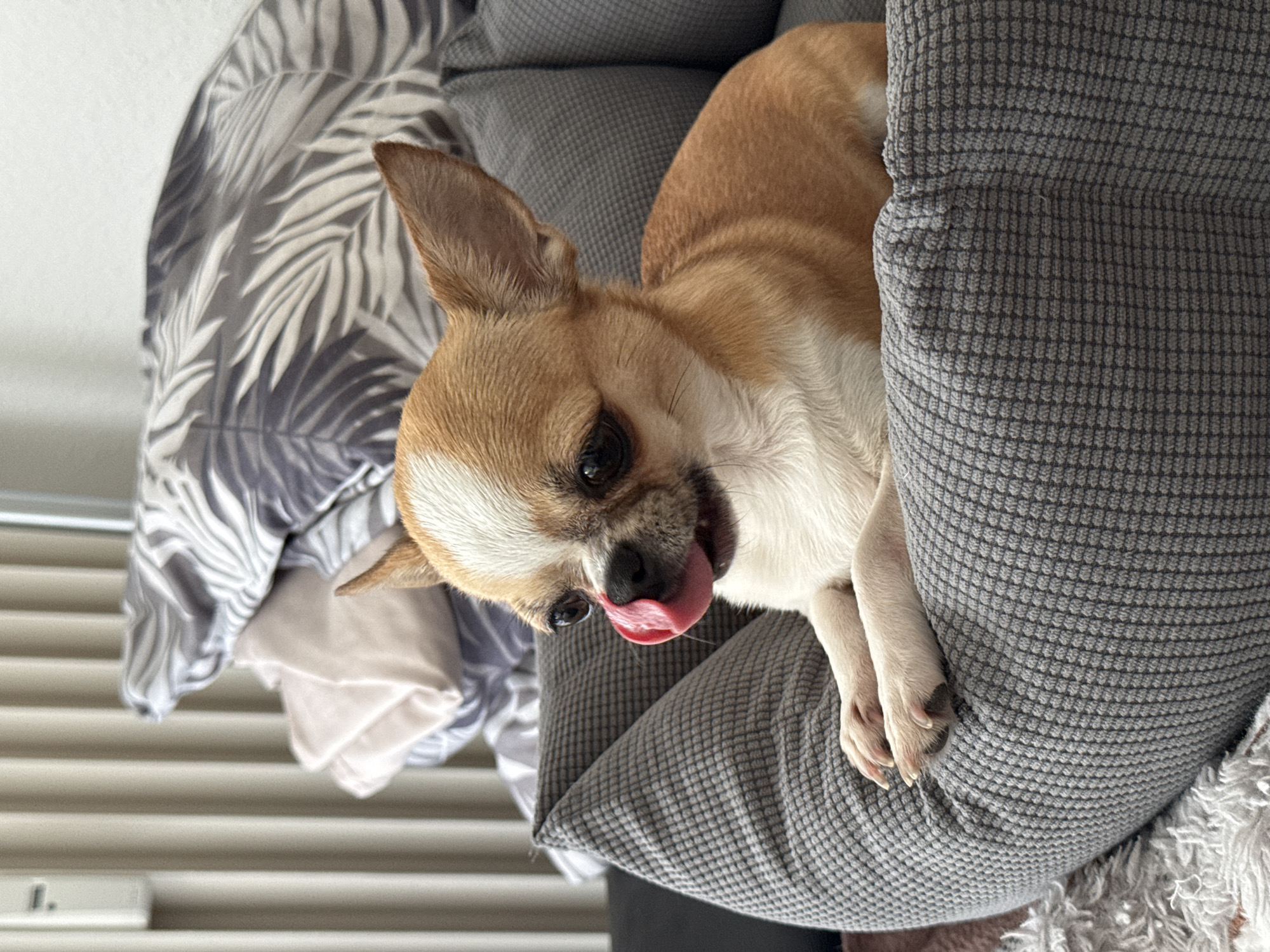 A tan and white Chihuahua dog is lying on a gray textured cushion. The dog is positioned with its head near the lower left corner of the image, tongue extended, and front paws resting on the cushion. Behind the cushion, there's a pillow with a gray and white leaf pattern. The background includes a white wall with blinds. The location in Berlin, Germany is not discernible from the visual information provided.