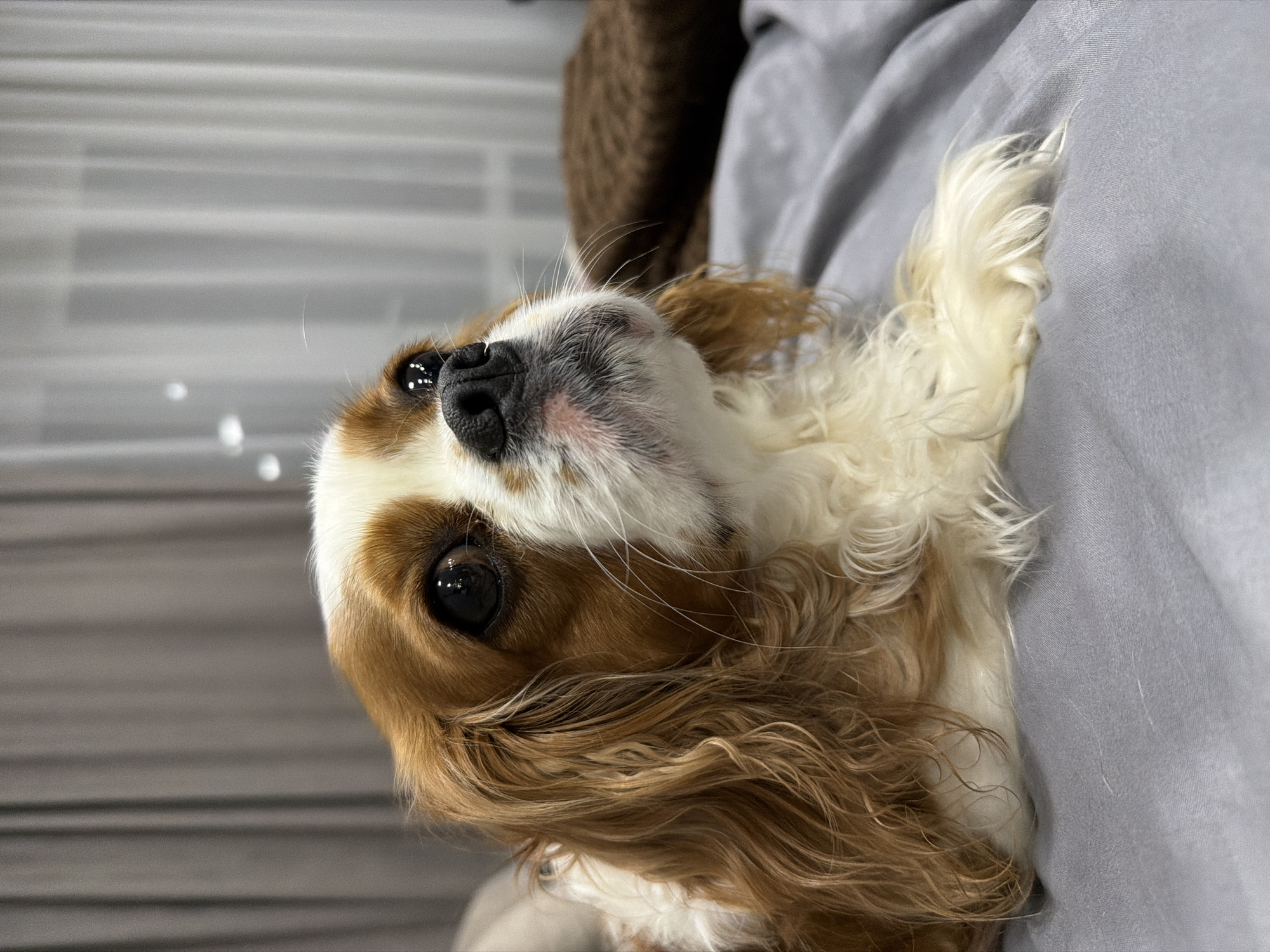 A close-up, eye-level shot shows a Cavalier King Charles Spaniel with tan and white fur lying on a gray surface, likely a bed. The dog's head is turned upwards and to the right, with its large, dark eyes gazing in that direction. Its nose is black and slightly damp, with a few pinkish-red spots visible around its muzzle. White fur covers its chest and chest. The background consists of blurred gray and white curtains, suggesting an indoor setting. There is a brown textured object behind the dog, possibly a pillow or blanket. The image is well-lit, highlighting the dog's features. The location in the city of Chaikovsky, Russia is not discernible from the image.