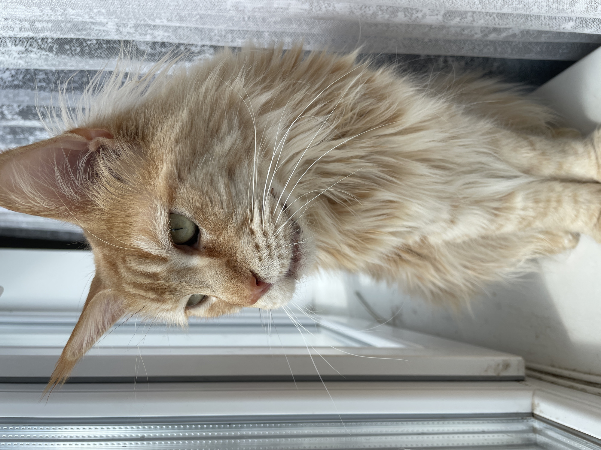 The image shows a close-up of a light orange cat with green eyes. The cat is positioned upside down in the frame, with its head oriented towards the lower-left corner. The cat is lying on what appears to be a window frame with a metal screen visible in the background. Behind the cat is a vertically striped curtain. The location of the image is not determined.
