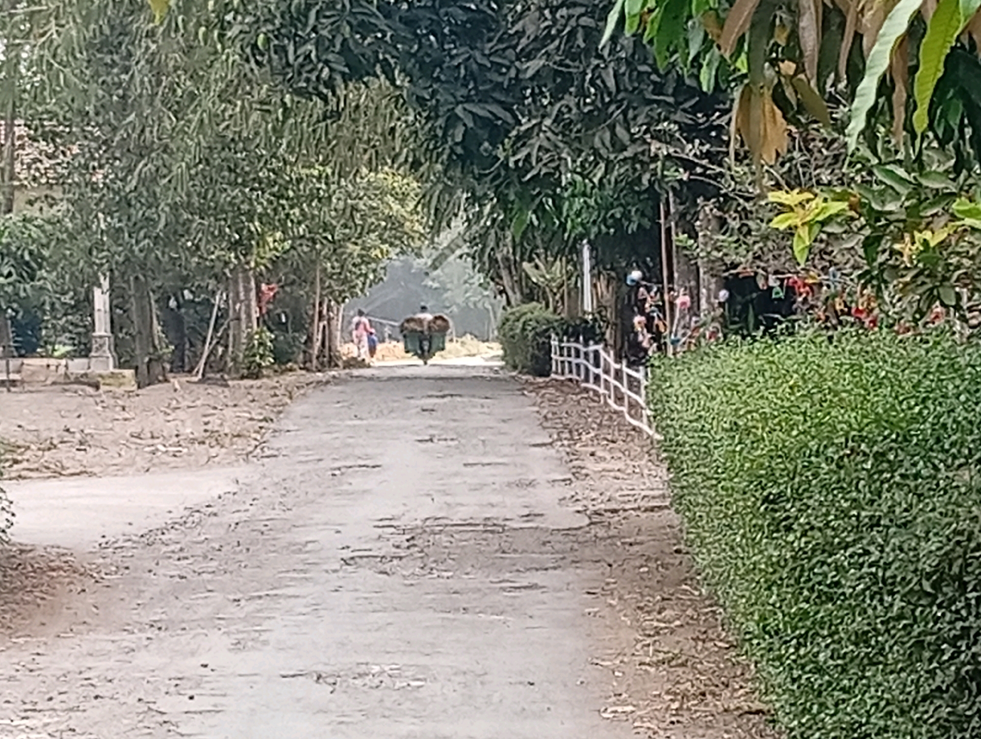 In Miritpetikusan, Indonesia, a dirt road winds through a leafy environment. Trees line both sides of the road, forming a canopy overhead in some areas. On the left, a white pillar stands near a building. Further down the road, two figures are visible, one appearing to be walking. In the center of the road, a person is riding a three-wheeled vehicle, possibly a motorbike with a cart, loaded with hay or similar material. The vehicle is moving away from the camera. On the right side of the road, a neatly trimmed green hedge runs along a white picket fence. The road surface is rough and appears to be uneven. The overall scene suggests a rural or semi-rural setting.