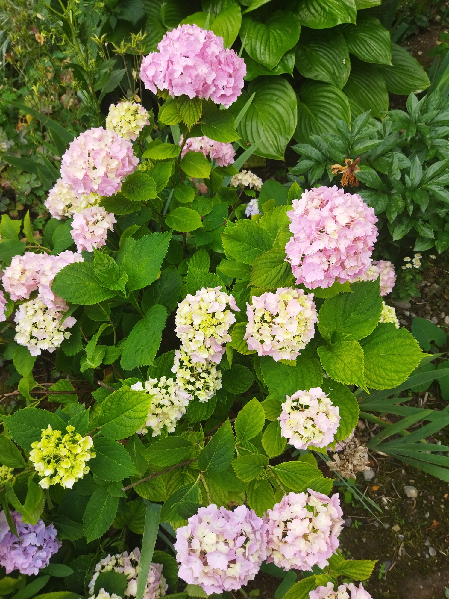 An overhead, eye-level medium shot captures a cluster of hydrangea flowers in varying stages of bloom and color. The flowers are predominantly pink and white, with some appearing a pale yellow or green. The blossoms are clustered together, forming spherical or slightly flattened heads. The surrounding foliage is lush and green, with large, broad leaves creating a dense backdrop. The ground beneath the plants is visible in places, appearing as dark soil with scattered small stones and bits of debris. The lighting suggests an outdoor setting, likely a garden or park, with natural daylight illuminating the scene. There are no people or animals visible in the image.