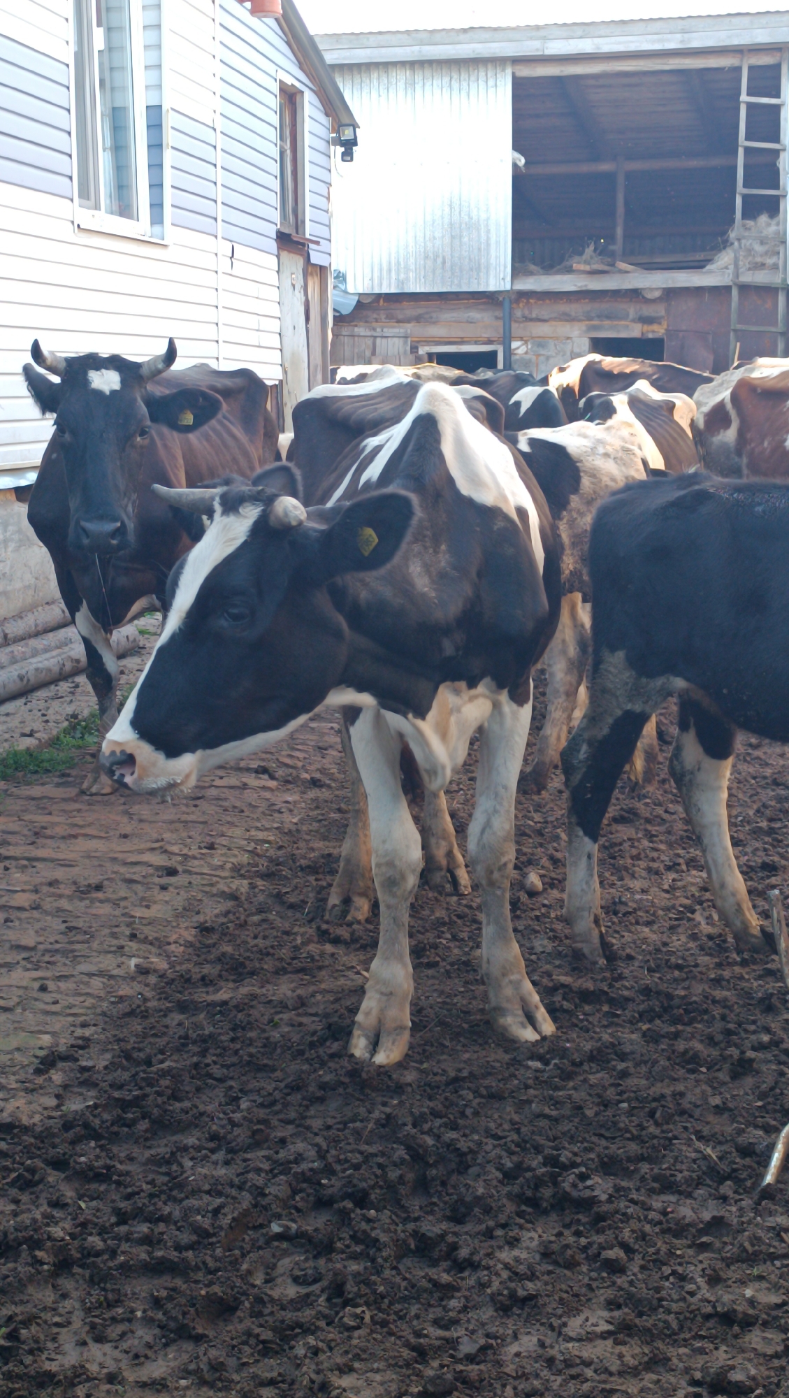 A herd of cows, predominantly black and white with some solid black, stand in a muddy outdoor pen. The cows are facing various directions, with several in the foreground and midground. The environment is rustic, with a light-colored building with horizontal siding and windows on the left, and a barn-like structure with a corrugated metal roof and wooden supports in the background. The ground is a dark, wet mud, indicative of a farm or rural setting. No humans are visible in the image. The lighting suggests it may be daytime, possibly early morning or late afternoon, with soft shadows. The overall scene depicts a typical farmyard with livestock. The location is Karsha, Russia.