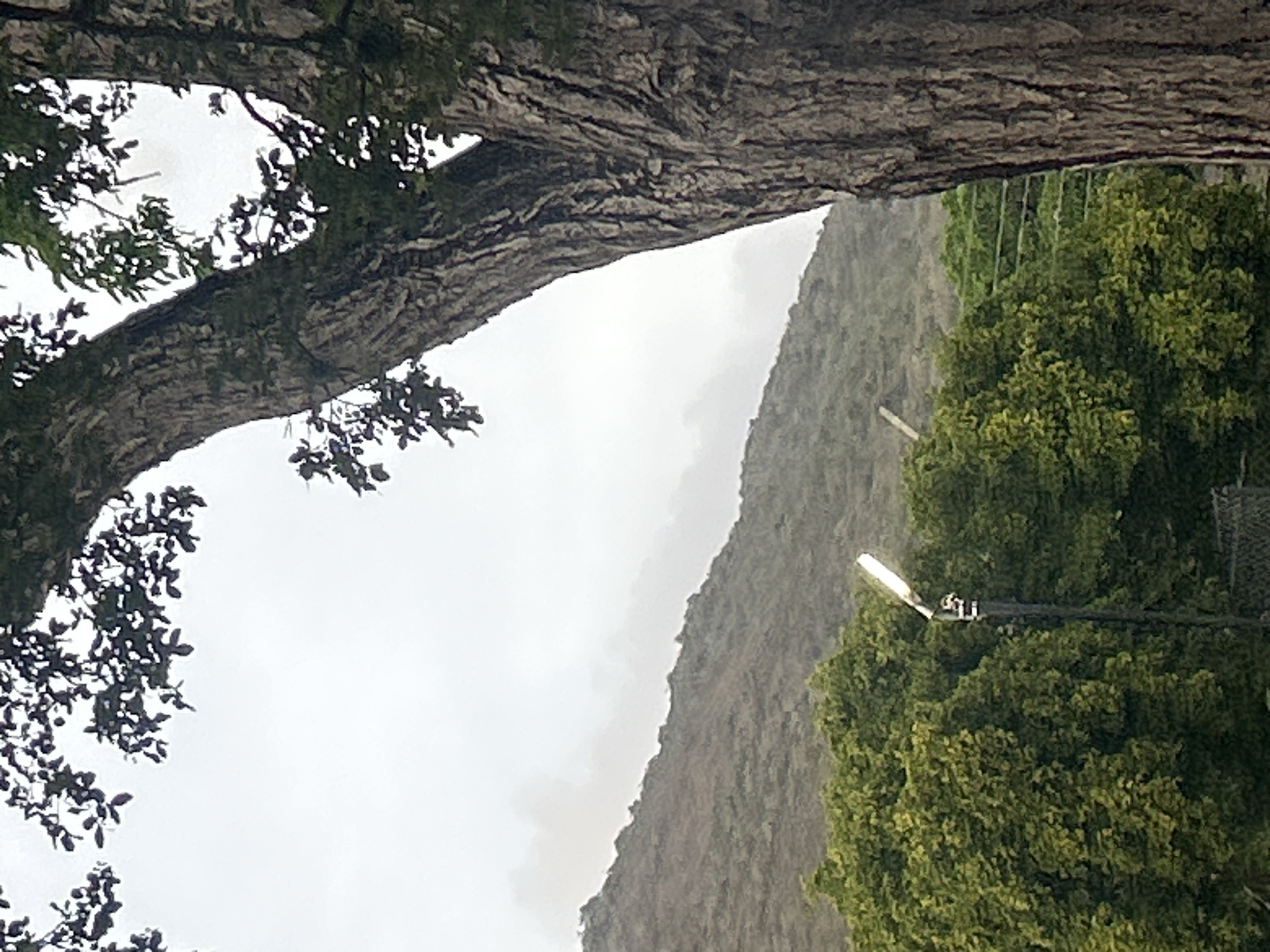 In Santa Ana, Venezuela, a streetlamp illuminates the foreground, partially obscured by the thick, textured bark of a large tree that dominates the right side of the frame. The lamp is positioned amongst dense, vibrant green foliage. Behind the trees, a steep, barren hillside recedes into a misty, overcast sky. The overall scene is one of natural beauty and urban infrastructure, with the lamp hinting at the presence of human habitation within the natural landscape.