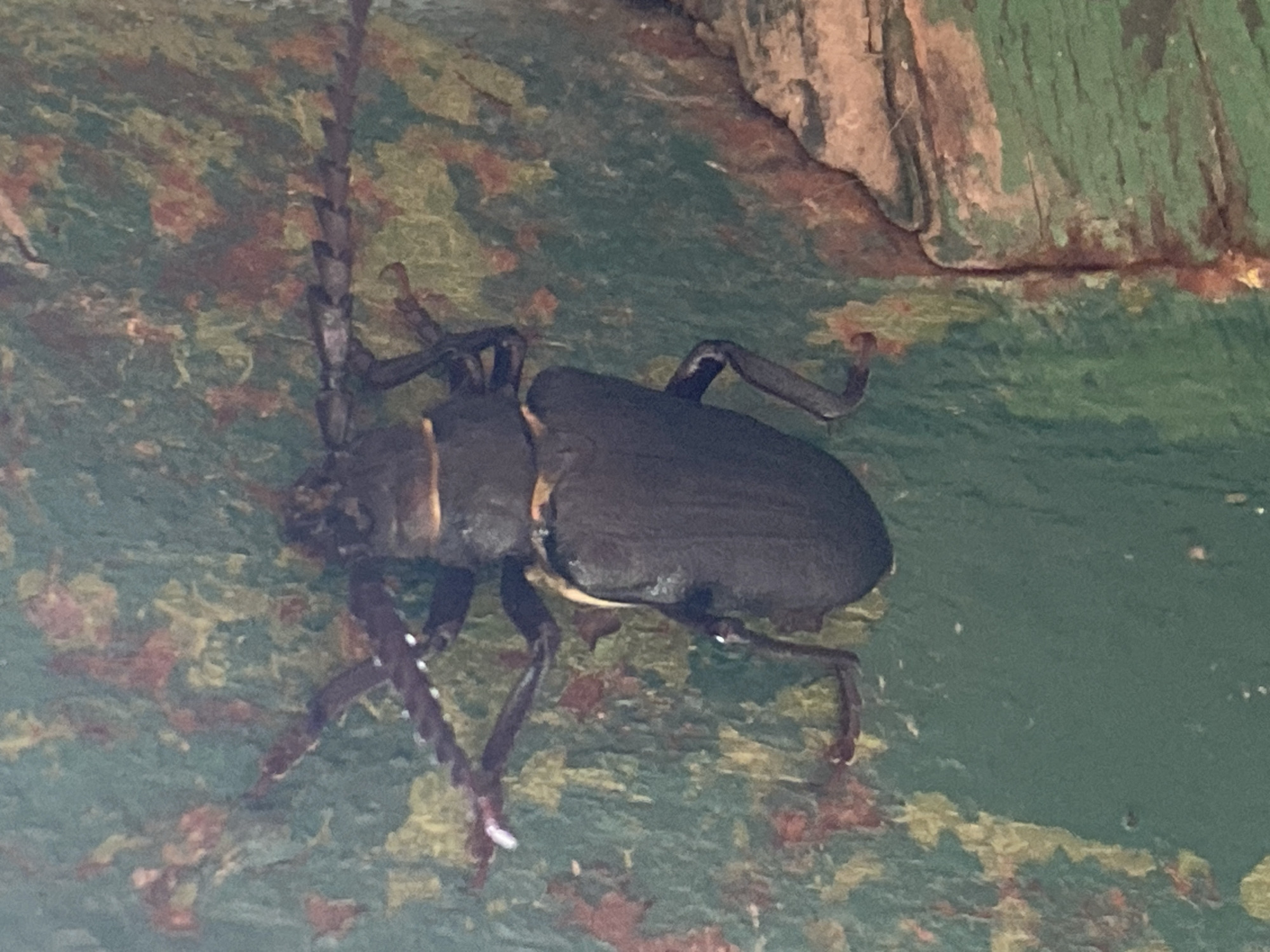 A close-up, top-down view shows a dark-colored beetle with long antennae clinging to a textured, green surface with splotches of red and yellow. The beetle is oriented with its head towards the top of the frame, its body long and somewhat flattened, and its legs are visible gripping the surface. The surface appears to be painted wood with peeling paint and some visible grain. The overall impression is of a natural, outdoor scene, possibly in a garden or park setting. No specific location in Luh, Ukraine, can be determined from the image alone.