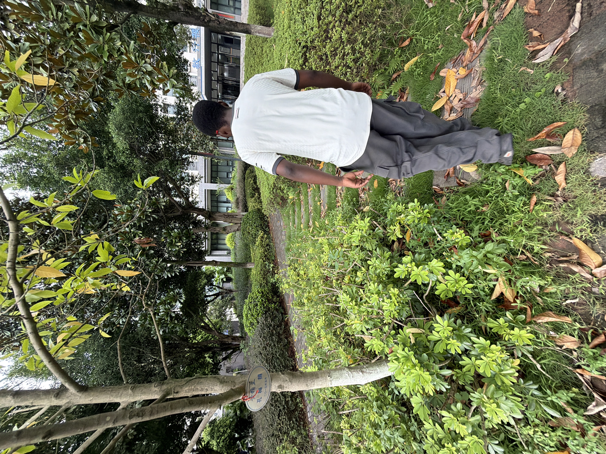 In the city of Jiangjin, China, a Black person is walking away from the camera on a stone pathway surrounded by lush greenery. They are wearing a light-colored t-shirt and dark grey cargo pants. The pathway winds through a park-like setting with trees and manicured bushes. In the background, a modern building with windows is visible. A sign is attached to a tree trunk on the left side of the image. The ground is covered with grass and fallen leaves.