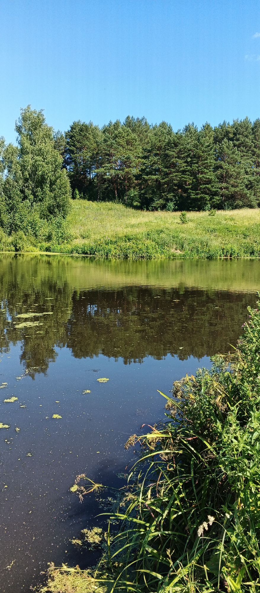 The image depicts a serene natural landscape, likely in Podgornoe, Russia, under a clear blue sky. A calm body of dark water occupies the foreground and midground, reflecting the surrounding trees and greenery. Scattered on the water's surface are patches of green aquatic vegetation. The right bank of the water is densely lined with lush green reeds and other tall grasses, with some plants featuring dried seed heads.
Beyond the water, a gently sloping embankment is covered in vibrant green grass, interspersed with patches of taller vegetation. A distinct line of evergreen trees, primarily pine trees, forms the backdrop, creating a dense forest edge. To the left of the embankment, a deciduous tree with a full, green canopy stands out. The overall scene is one of tranquility and natural beauty, characteristic of a rural or park-like environment. There are no people or animals visible in the image.