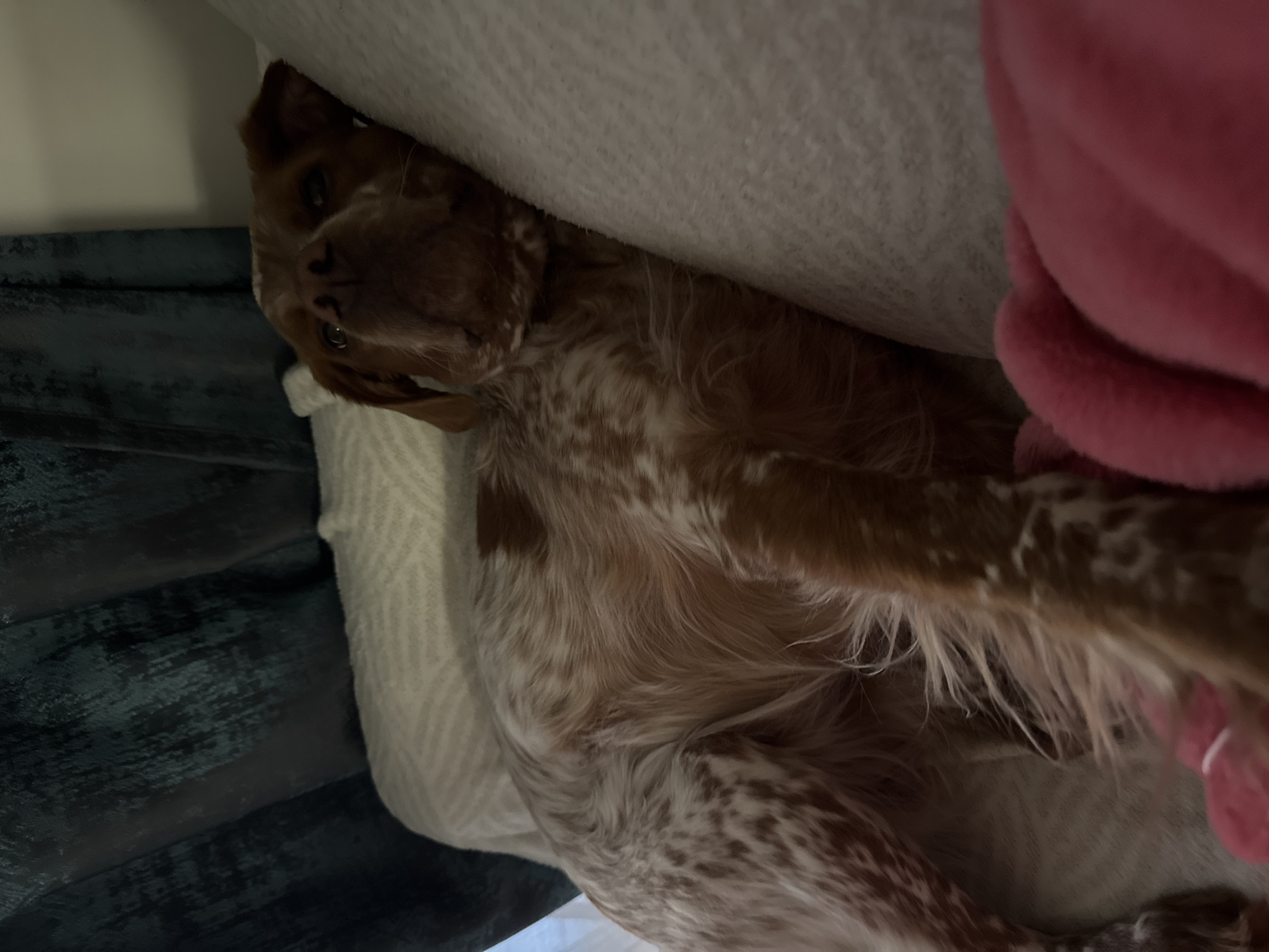 A dog lies on its back on a bed. The dog's coat is a mix of white and brown spots. A white blanket and a pink object are next to the dog. A blue object is to the left. The location is unknown and cannot be determined from the image.