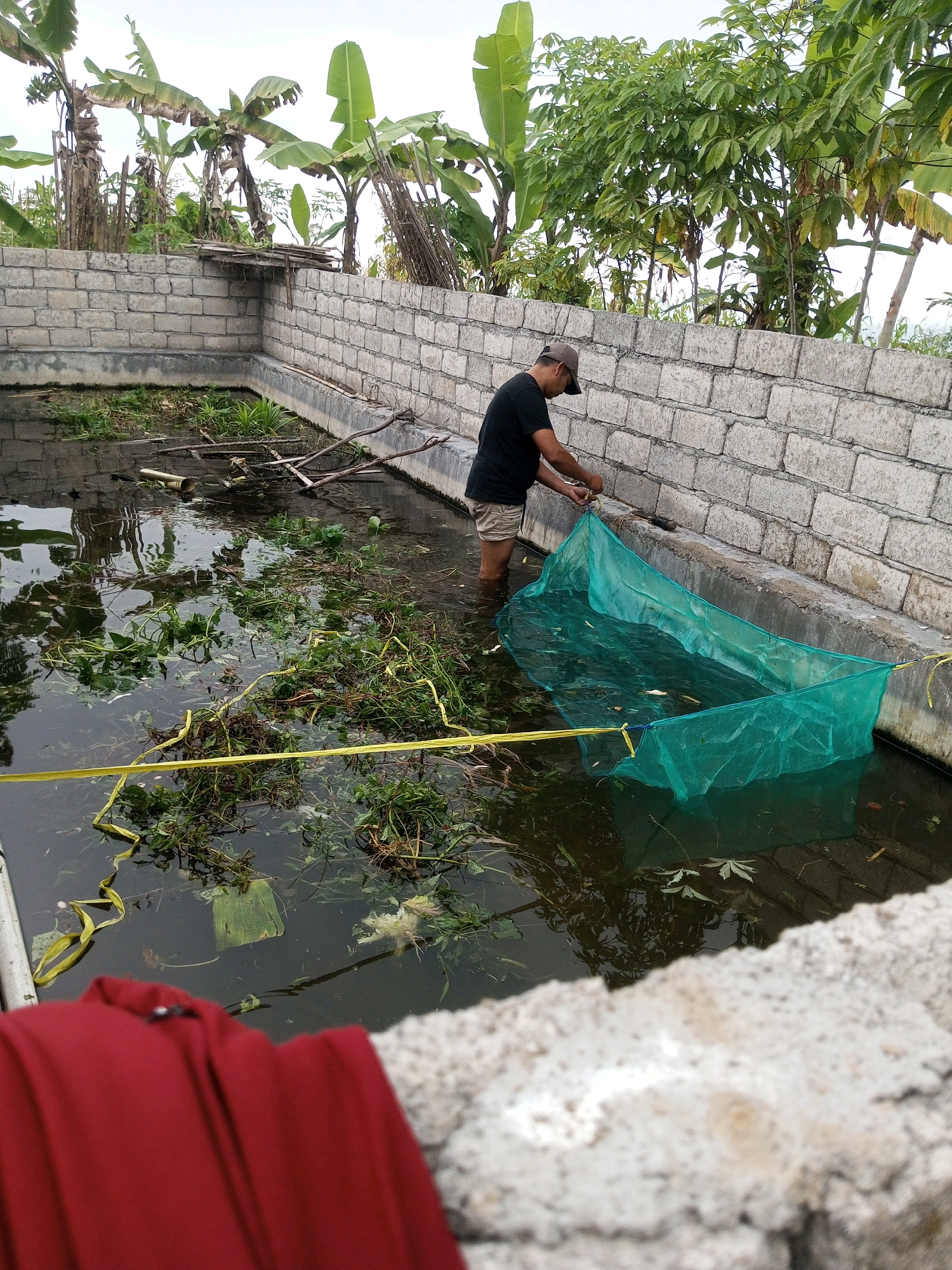 In Krasak, Indonesia, a man wearing a black t-shirt and beige shorts stands in a rectangular, concrete pond filled with dark water. He is using a large, green net to scoop something from the water. The pond is surrounded by a low wall constructed from light-colored bricks. Vegetation, including banana trees, grows behind the wall. Debris, such as sticks and leaves, floats on the surface of the water. A bright yellow ribbon or rope is visible stretched across the pond. In the foreground, a blurred red garment is visible, possibly clothing. The sky is overcast.