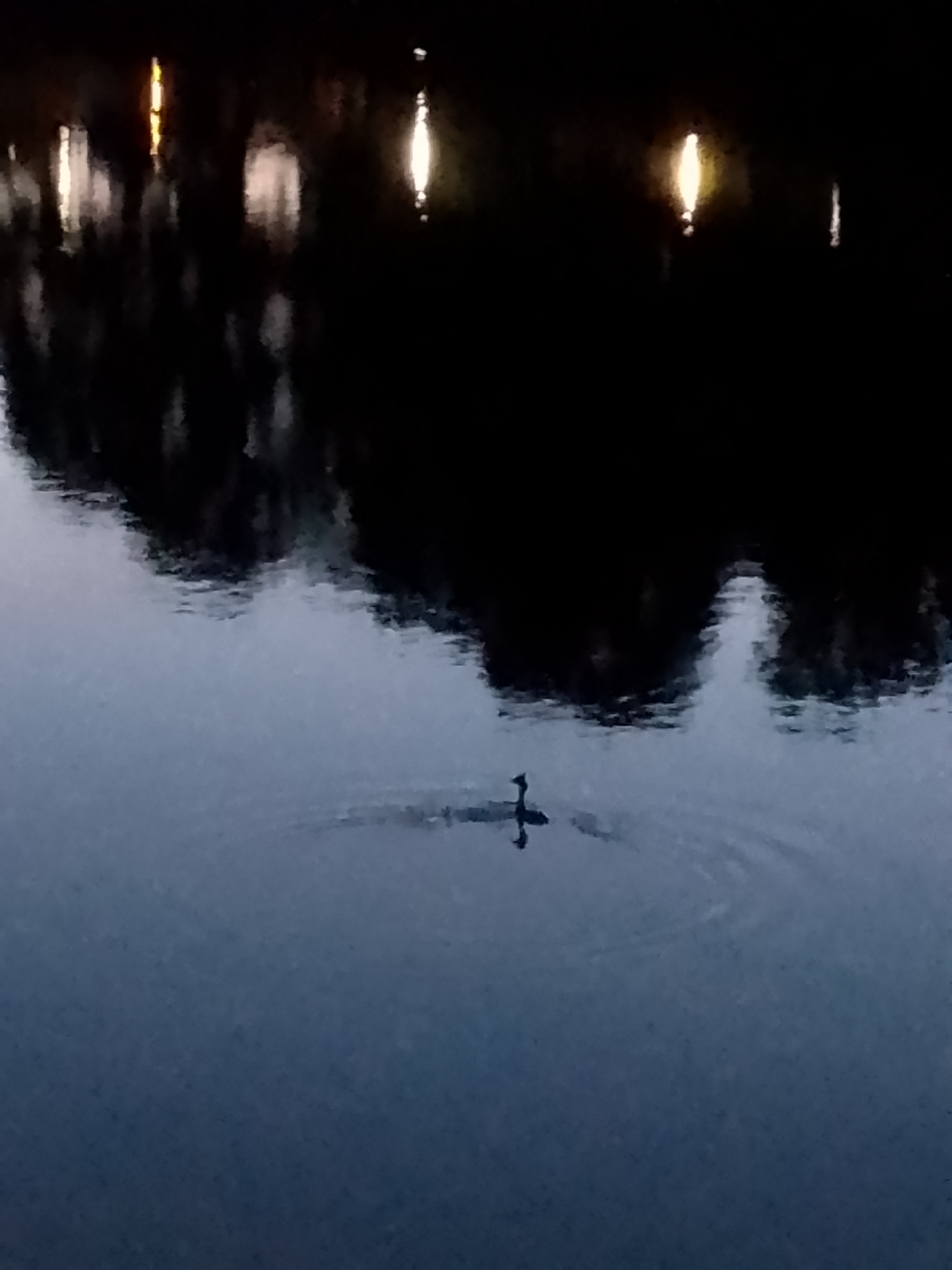 The image depicts a dark body of water, likely a canal or lake, with a reflection of lights and trees on the surface. In the middle of the water, a silhouette of a bird, possibly a cormorant, is visible, appearing to swim. The scene suggests an evening or night setting, given the limited light and the reflections. The image does not provide specific details that can be used to pinpoint a precise location within Schwerin, Germany, but it captures a tranquil, natural element within the city.