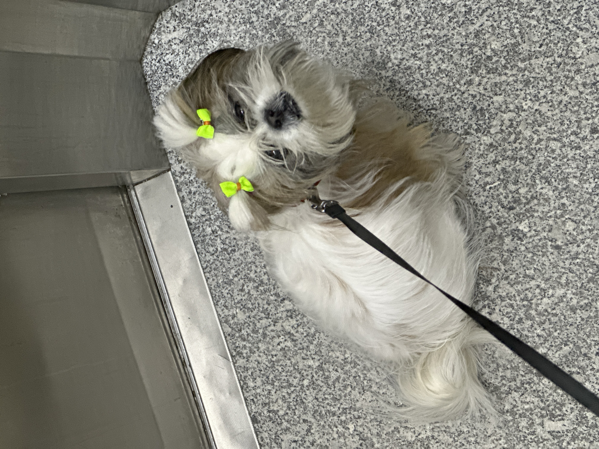 The image displays a small, fluffy Shih Tzu dog, captured from an overhead, slightly tilted perspective. The dog features a coat of white and greyish-brown fur, with two bright neon green bows adorning its topknot above its eyes. It looks directly upwards towards the viewer with a calm, inquisitive expression. A black leash is visible, connected to the dog's collar or harness, extending towards the lower right of the frame.
The dog is resting on a speckled grey and white surface, resembling granite flooring, which covers much of the background. To the left, a smooth, metallic, possibly stainless steel, structure or wall is visible, with a clear seam indicating an edge or a joint. This indoor setting, characterized by the modern flooring and metallic elements, suggests a commercial or public building environment, such as a pet store, a veterinary clinic, or a lobby in Tbilisi, Georgia. No other subjects or visible text are present in the frame. The scene captures a peaceful moment for the dog, likely while waiting with its owner.