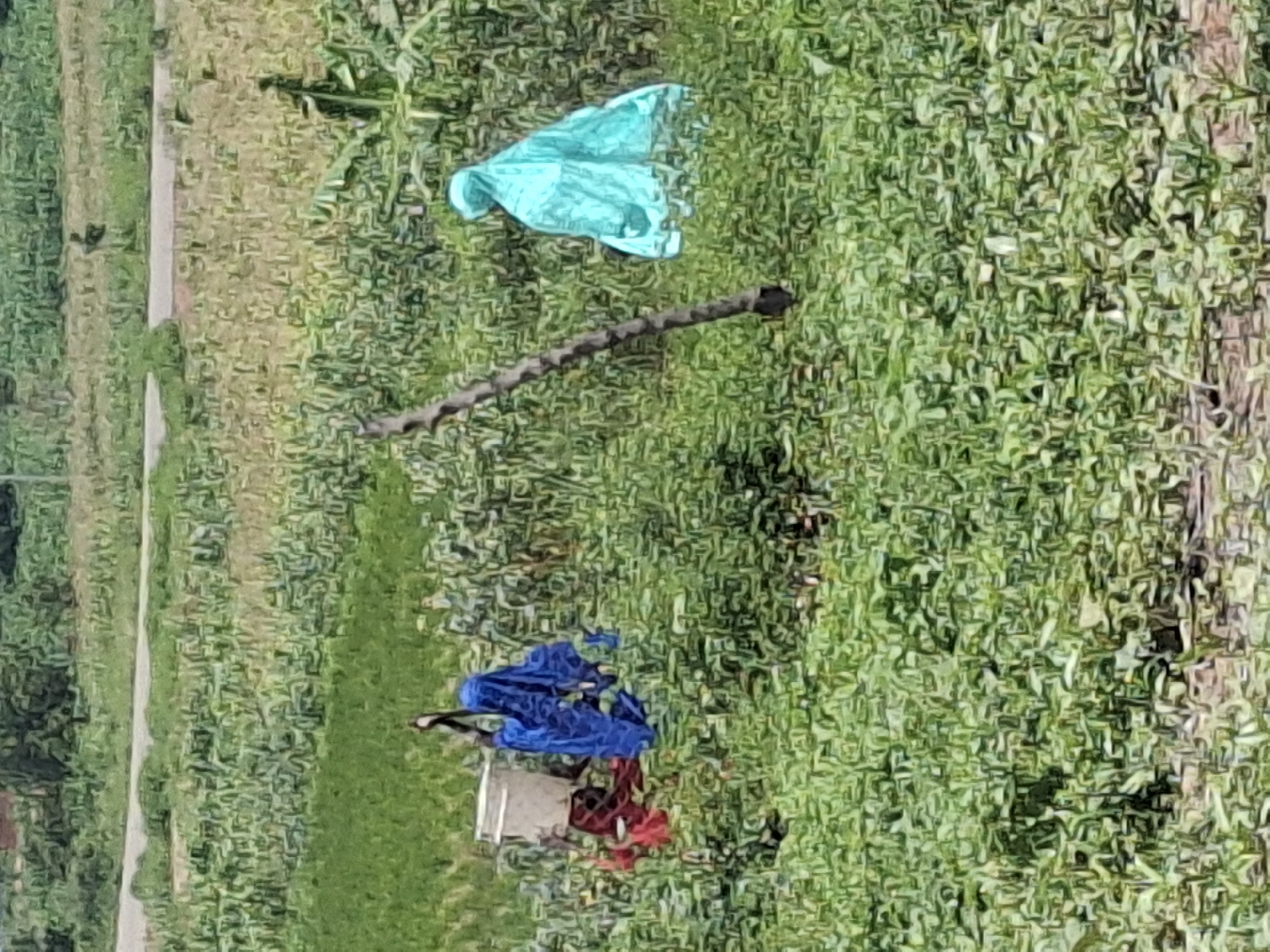 In Lembi, Nigeria, this image captures a rural landscape with lush green vegetation and a dirt road in the background. In the foreground, two figures are visible amidst the greenery. One figure, dressed in a bright blue garment, appears to be a scarecrow or a draped object, possibly to protect crops. To the left, another figure, also seemingly inanimate, is adorned with a red cloth and a white bucket on its head, accompanied by a blue covering. The overall scene suggests an agricultural setting where such effigies are likely used for pest deterrence or to protect harvests.