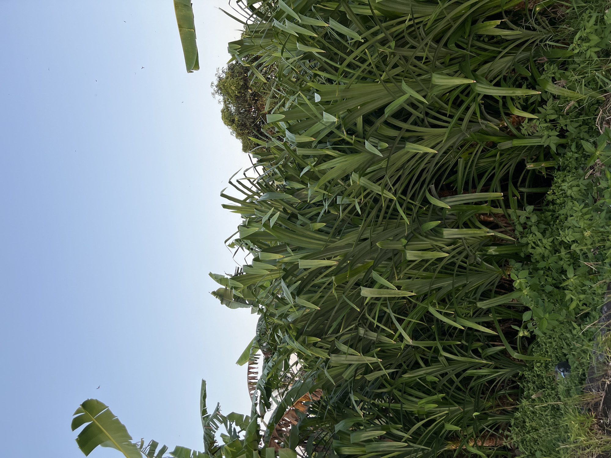 The image shows a dense row of tall, spiky green plants, likely pandan trees, dominating the foreground and midground. Their long, sword-shaped leaves are arranged in a spiral pattern around thick stems. Behind the pandan, there is a backdrop of banana trees with their characteristic broad leaves and a mature tree with a full canopy, possibly a mango tree. The sky above is a clear, pale blue, with a few small birds visible in flight. The ground in the very bottom of the frame is covered in shorter, wild green grasses and some dark, amorphous objects, one of which appears to be a dark blue plastic bag. The scene is outdoors, likely in a rural or semi-rural area, given the abundance of vegetation and the clear sky. The image was taken in Mengwi, Indonesia.