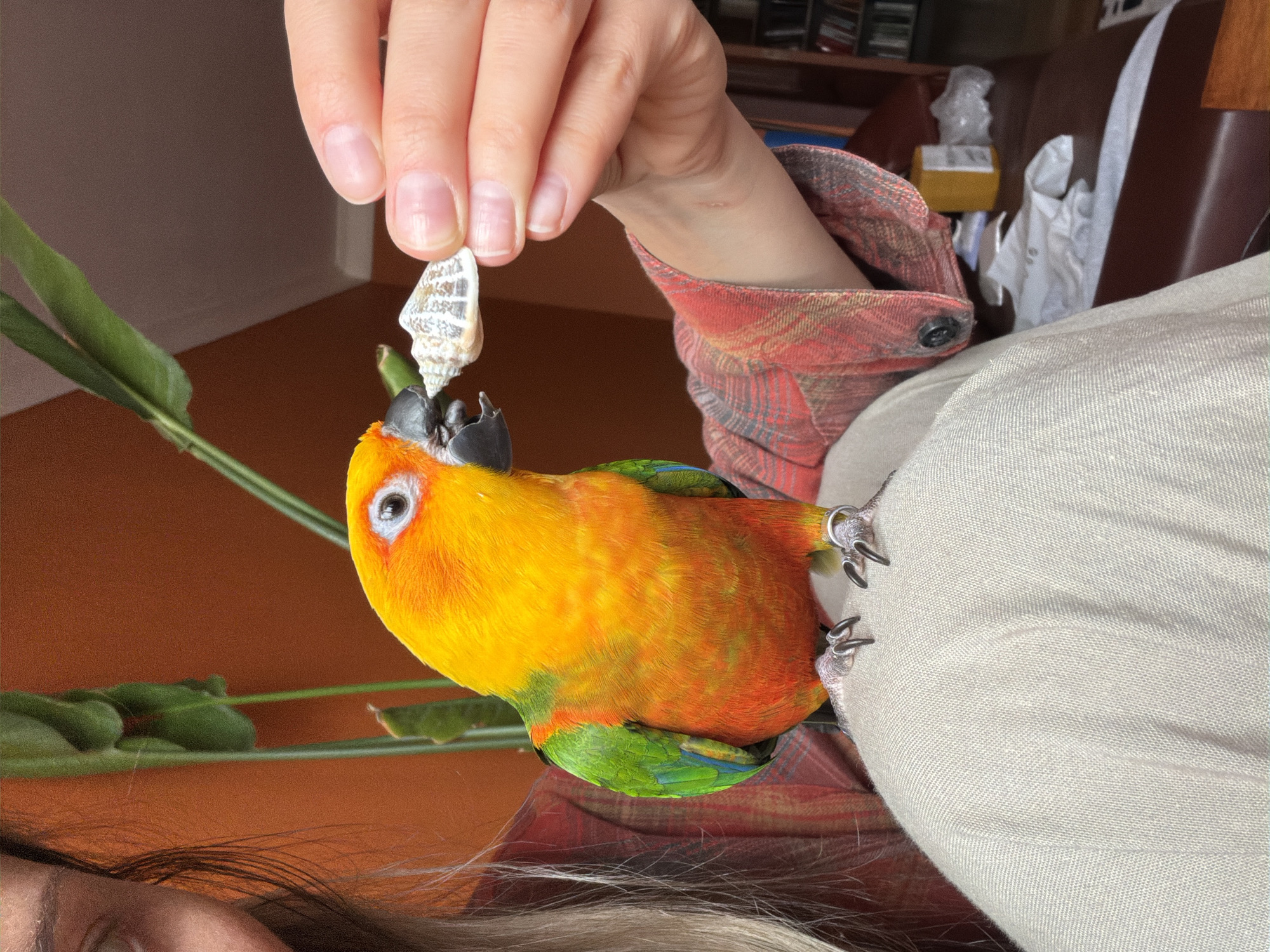This close-up, slightly angled photo captures a person interacting with a parrot indoors. A person's fair-skinned hand, with manicured nails, holds a small, conical seashell, which is white with subtle brown patterned markings, between their thumb and forefinger. Below the hand, a vibrant Sun Conure parrot is prominent in the frame. The parrot displays striking yellow and orange plumage on its head and body, transitioning to green and blue feathers on its wings and tail. It has a dark grey beak, a distinct white ring around its eye, and a black pupil, and appears to be looking up at the seashell.
The parrot's feet, adorned with silver bands, are visible gripping a light-colored, textured fabric, likely the person's leg or lap. The person's arm, clad in a red and black plaid shirt with a visible button, is also present in the right mid-ground. Part of the person's dark hair is visible in the lower left corner. Green plant leaves extend into the frame from the left, positioned near the parrot. The background reveals an indoor setting with warm brown tones from a wall or furniture, and a wooden shelf with various obscured items, including boxes and plastic bags, is partially visible behind the person's arm. The scene is well-lit, suggesting an indoor daytime setting. No visible text is present.