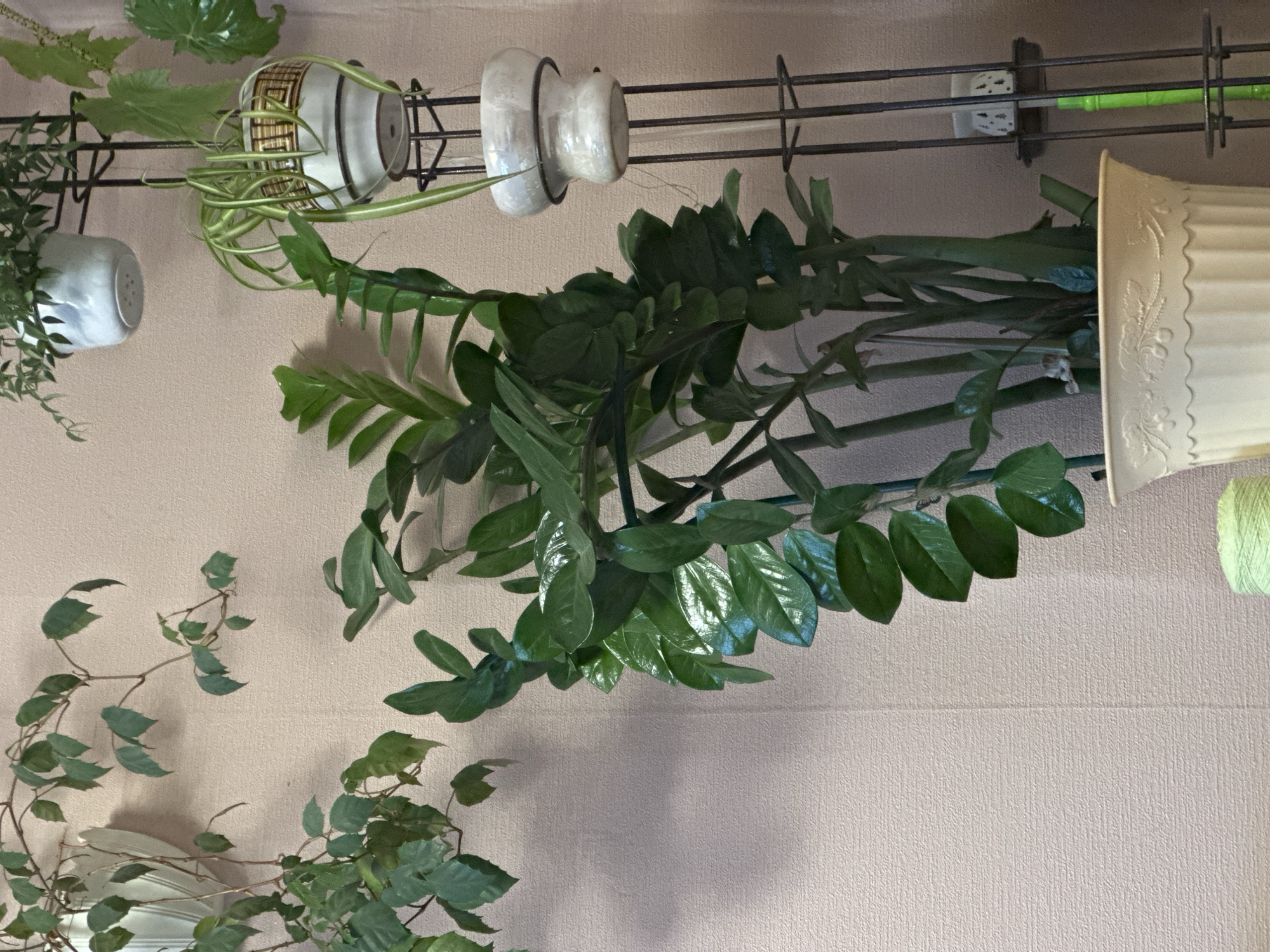 The image shows a close-up of various houseplants arranged on a dark metal shelf mounted against a light beige textured wall. The plants include a ZZ plant in a beige fluted pot, a spider plant in a white and brown pot, a creeping fig or ivy in a white pot, and another leafy plant in a smaller white pot. The shelf also holds two white ceramic insulators. An electrical outlet is visible behind the ZZ plant.
The location of the photo, Chaikovsky, Russia, is not evident from the image's visual content.