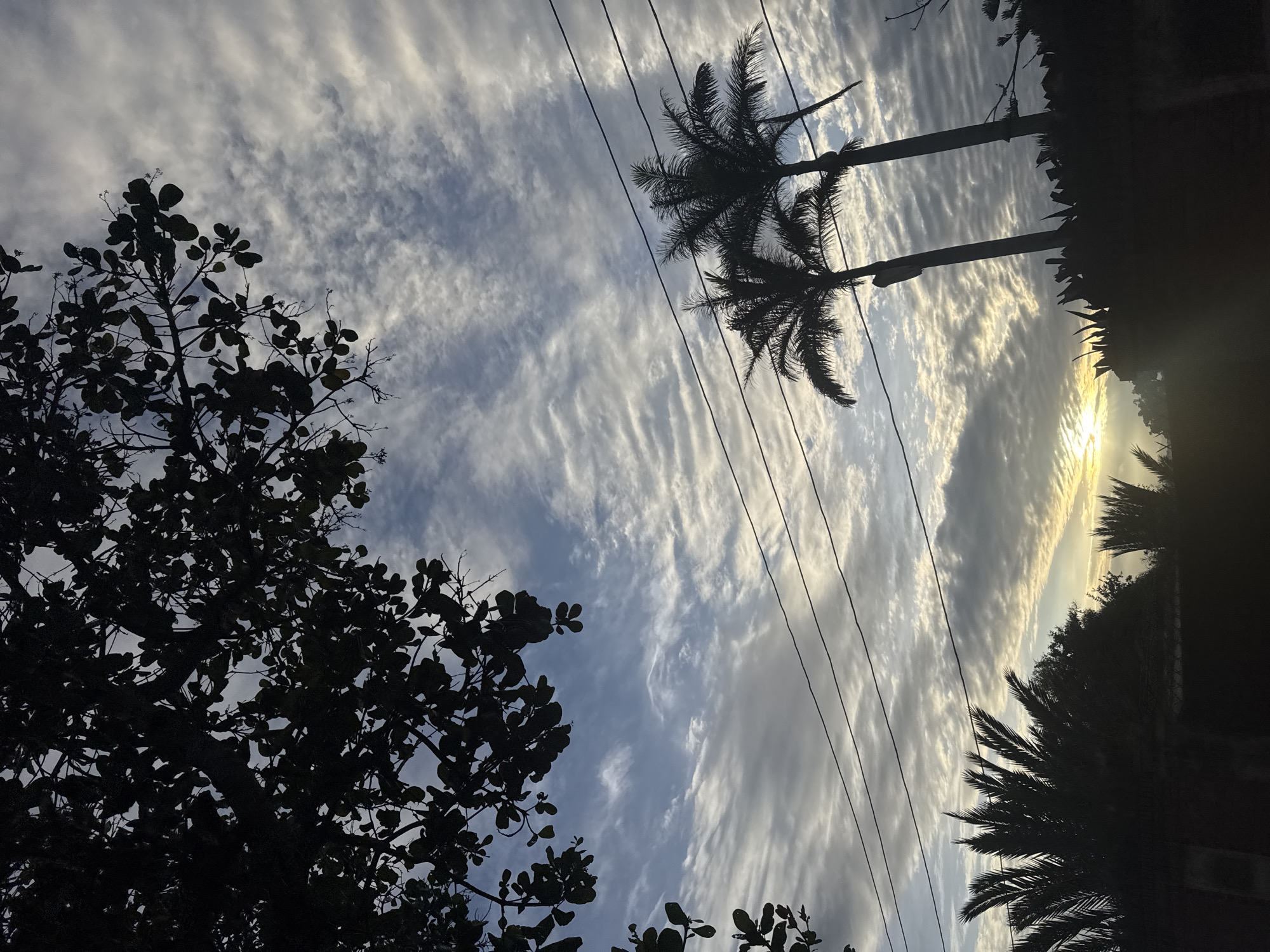 An outdoor, vertical shot captures a silhouetted scene at sunset. The sky is filled with wispy, white clouds that are streaked across a pale blue background. In the foreground, the silhouettes of palm trees and leafy branches are visible against the sky. Three parallel power lines stretch horizontally across the mid-ground. The sun is a bright orb near the horizon, casting a warm glow. The overall mood is serene and tropical.