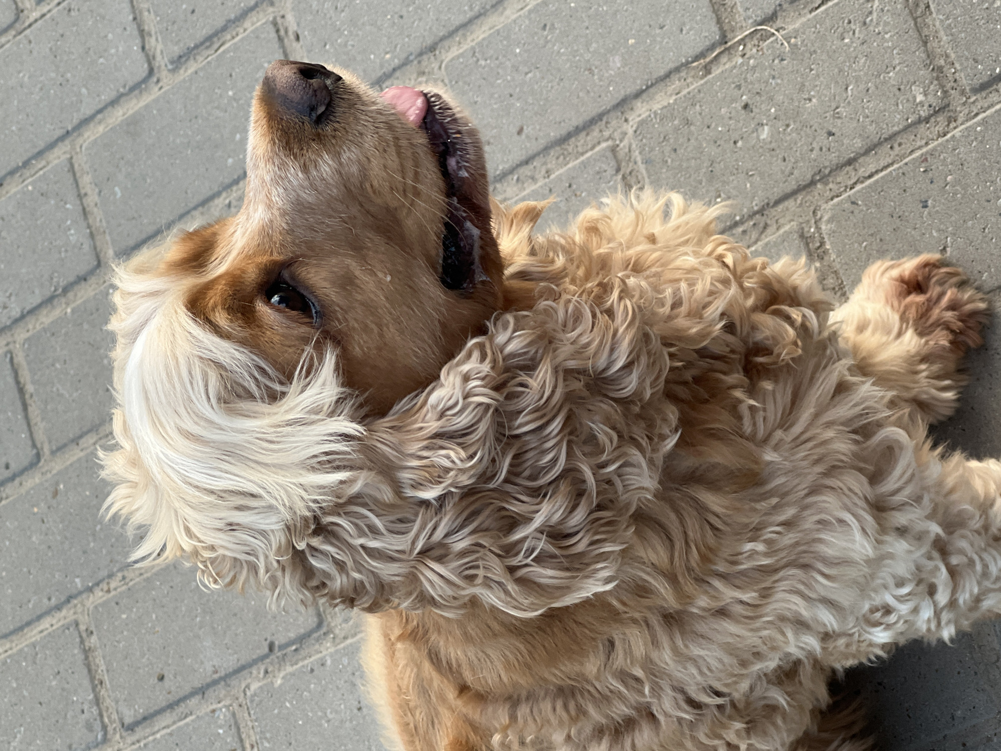 A light brown, fluffy dog is lying on a paved surface. The dog is viewed from above, with its head tilted back and tongue sticking out. Its fur is curly and textured, with lighter blonde fur around its ears and face. The paved surface is made of rectangular gray bricks laid in a pattern. The scene appears to be outdoors, possibly during the daytime, indicated by the bright lighting and shadows. The dog's expression and posture suggest a relaxed or playful mood. There is no visible text in the image.