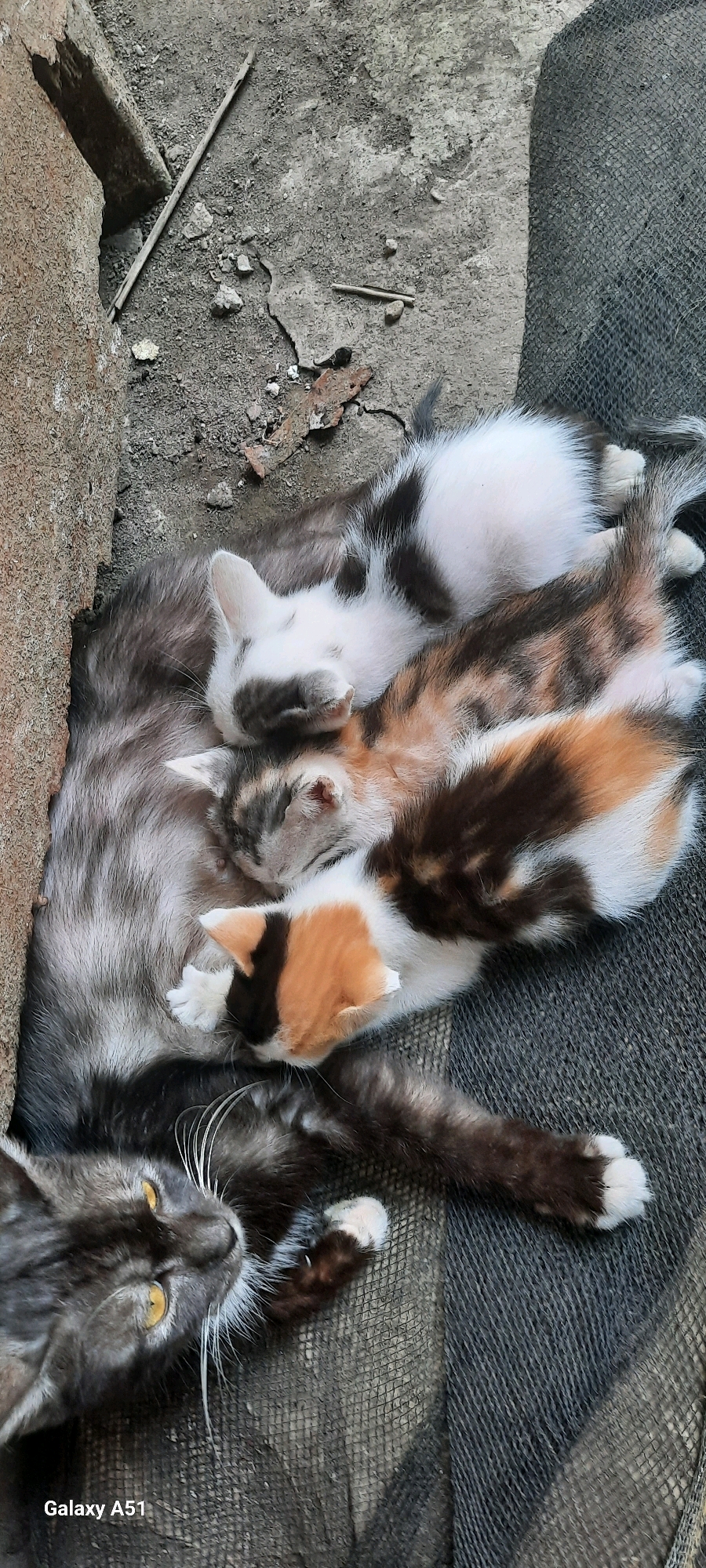 The image shows a mother cat and at least four kittens sleeping together on a textured gray surface, possibly a piece of cloth or mat. The mother cat is dark gray with yellow eyes, and appears to be looking towards the viewer. The kittens have varied fur colors including white, black, orange, and brown, with some appearing to be calico. They are nestled closely together, some partially on top of each other. The background is a rough, grayish-brown surface with some debris, next to a rough textured, reddish-brown object, possibly a brick wall. The scene is outdoors, likely in a rural or unkempt area, given the ground material and debris. The image is captured from a top-down perspective. The presence of the Samsung "Galaxy A51" watermark suggests the image was taken with a Samsung A51 phone. The image does not contain specific information about Jatitengah, Indonesia, but the style of the setting is consistent with rural environments in many parts of Indonesia.