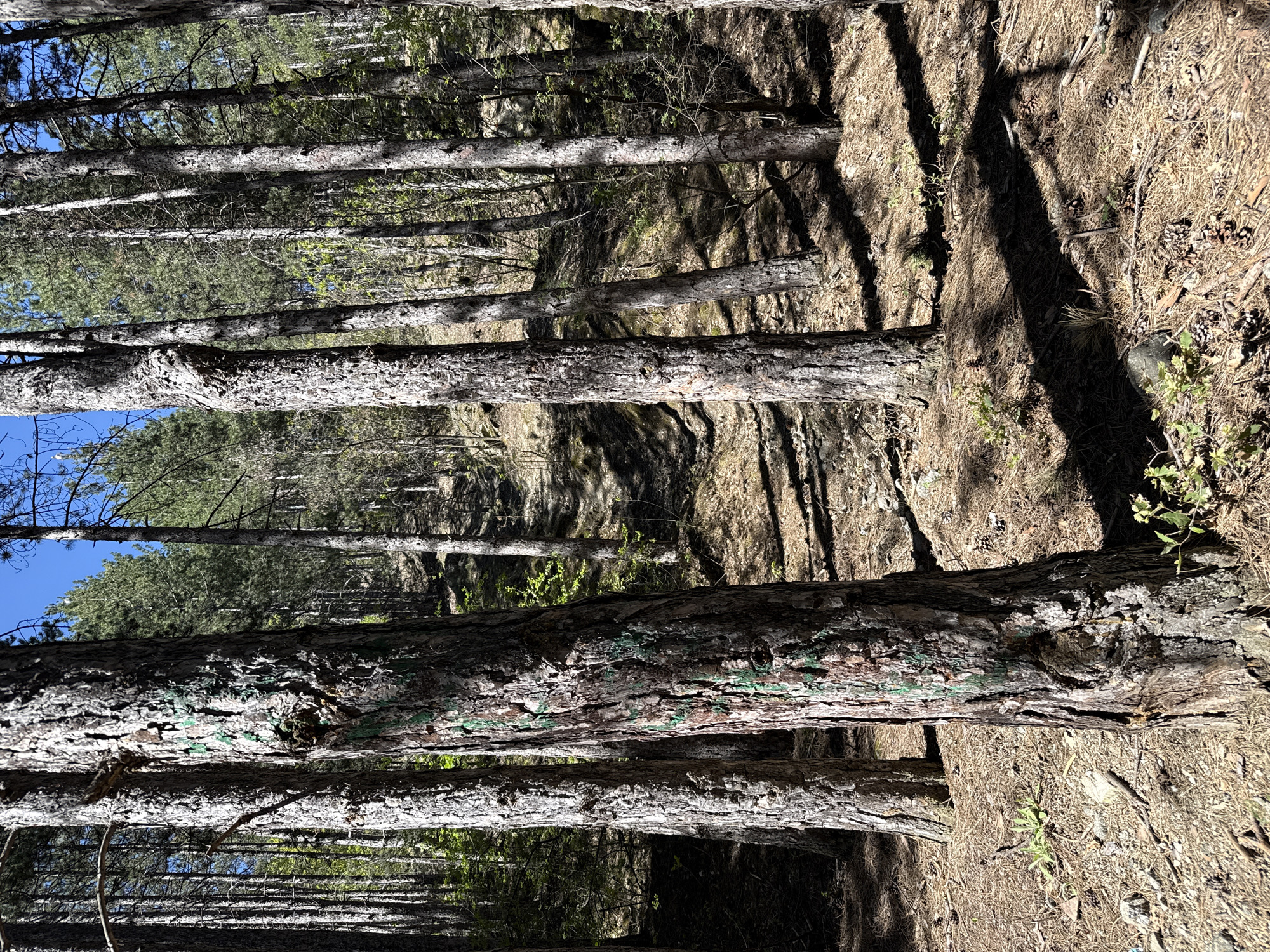 The image depicts a forest scene, likely in a wooded area around Boboshevo, Bulgaria, with numerous trees filling the frame. The trees are mostly straight, and covered with bark. The ground is covered with pine needles and debris. The light appears to be diffused and filtered through the trees.