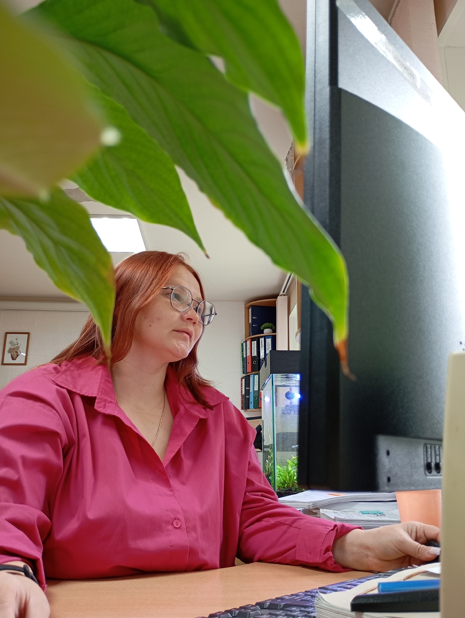 A red-haired woman wearing a bright pink button-down shirt and round-frame glasses is seated at a light brown wooden desk, focused on a computer monitor. Her right hand is positioned near a keyboard or mouse, indicating she is actively working.
The foreground is partially filled with vibrant green plant leaves, which slightly obscure the view. To the woman's right is a large, dark computer monitor. Behind the monitor and extending to the left, an organized office environment is visible. This includes shelves stacked with numerous binders of various colors (blue, green, red, black) and a small, illuminated fish tank containing aquatic plants. A small potted plant also sits on a shelf, and a framed picture adorns the wall to the left. The office space is lit by overhead rectangular fluorescent lights, suggesting it is daytime.
The woman appears calm and concentrated on her task. On the upper right edge of the computer monitor, a partially visible alphanumeric string, "Y200100224," can be seen. The setting is an indoor office in Chaikovsky, Russia.