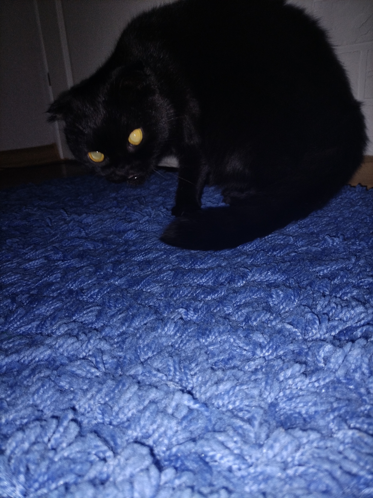 A black cat with yellow eyes is crouching on a blue shaggy rug. The cat is looking downwards with its head tilted. The background is dark and out of focus, showing what appears to be a doorway and a wall with a brick pattern. The lighting is dim, creating a slightly shadowy effect.