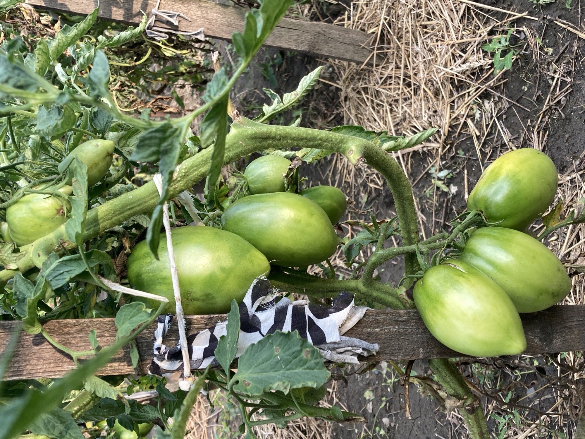A close-up, eye-level, outdoor shot shows green tomatoes growing on a vine. The tomatoes are an elongated oval shape and vary in size. The vine is supported by a wooden stake wrapped with a black and white checkered fabric. In the background, dry straw covers the ground, and a second wooden stake is visible. The lighting suggests a sunny day.