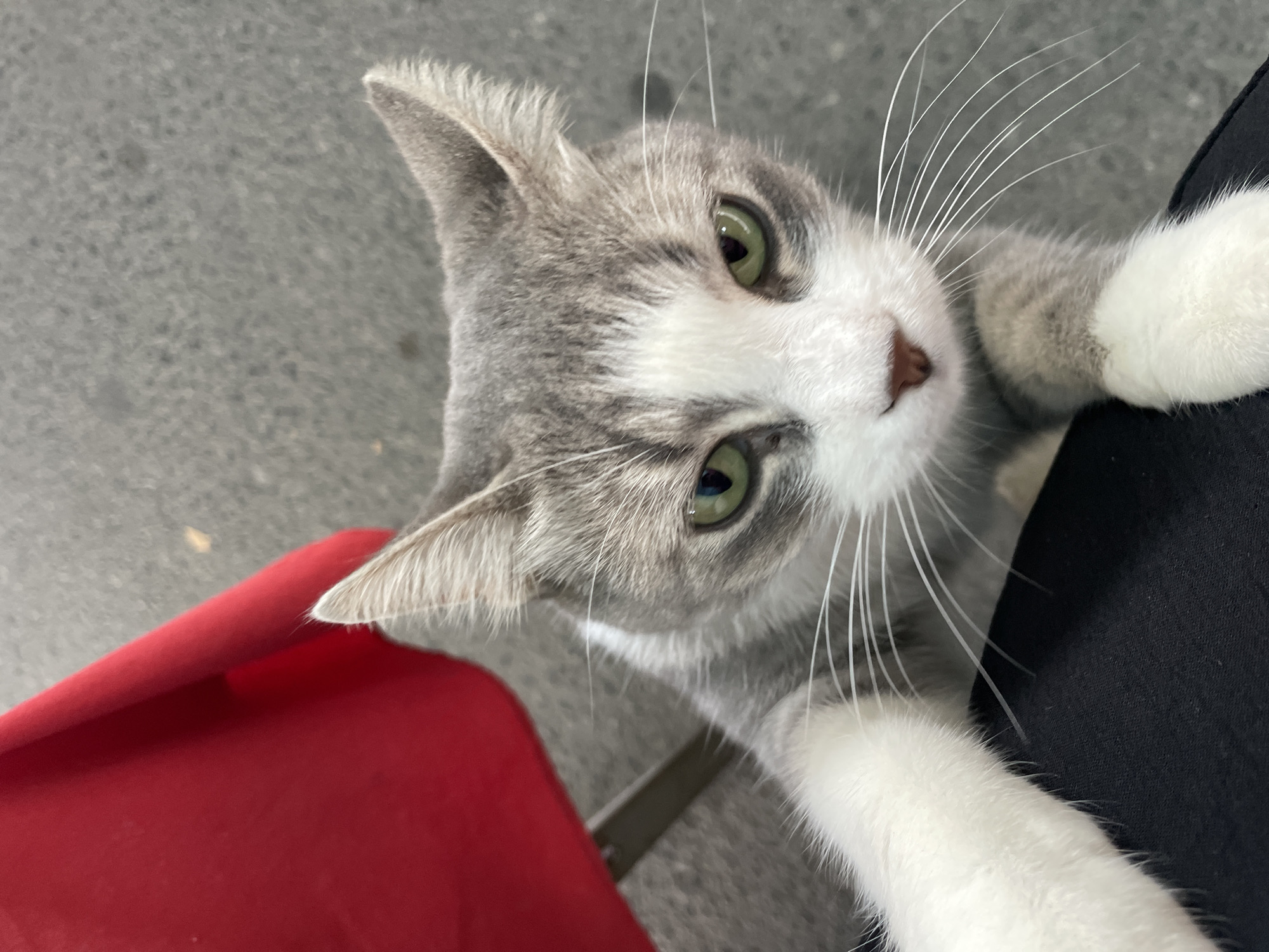 A domestic shorthair cat with grey and white fur and green eyes is shown from a high-angle perspective. The cat is looking directly at the camera, with its front paws extended and resting on a dark surface, likely fabric. A red object, possibly a chair, is visible in the upper left corner of the frame. The background is a grey, textured surface, likely asphalt or concrete, suggesting an outdoor or semi-outdoor urban setting. The cat's expression appears neutral.